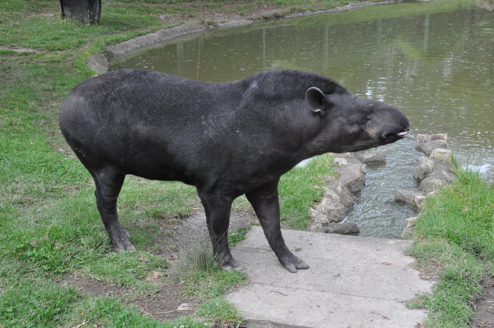 Kabomani tapir / Tapirus kabomani (uncomfired)