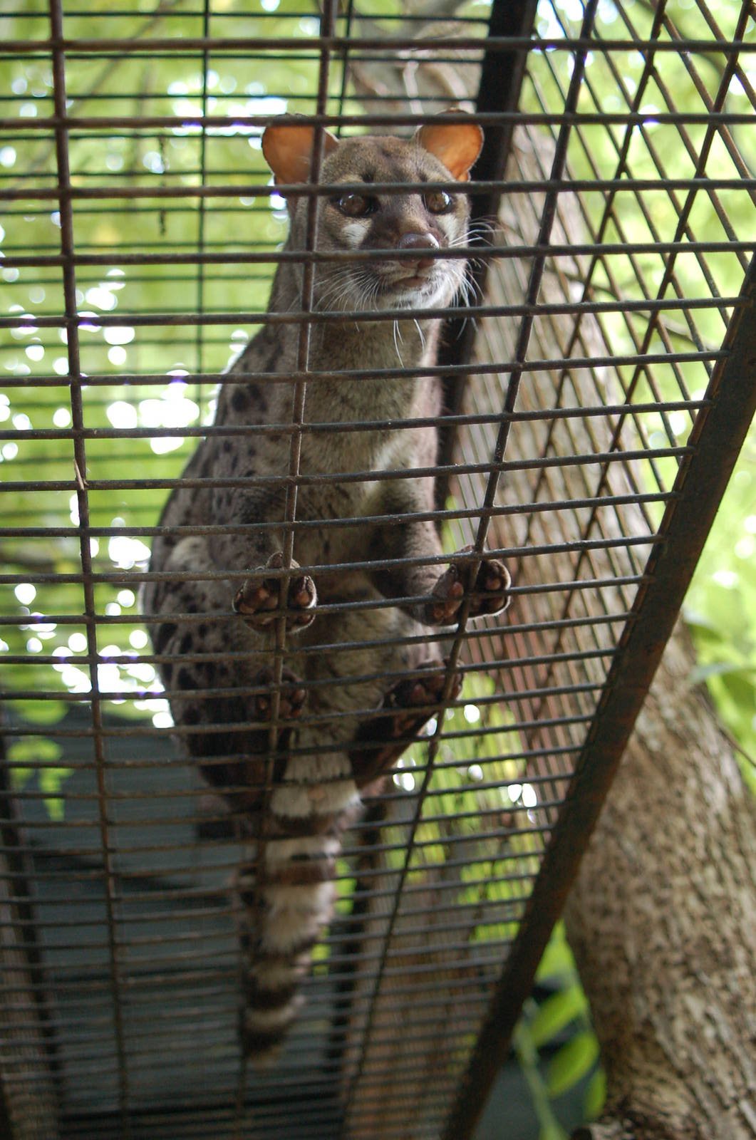 Kabouterland Speeltuinen en Zoo - Cape Genet