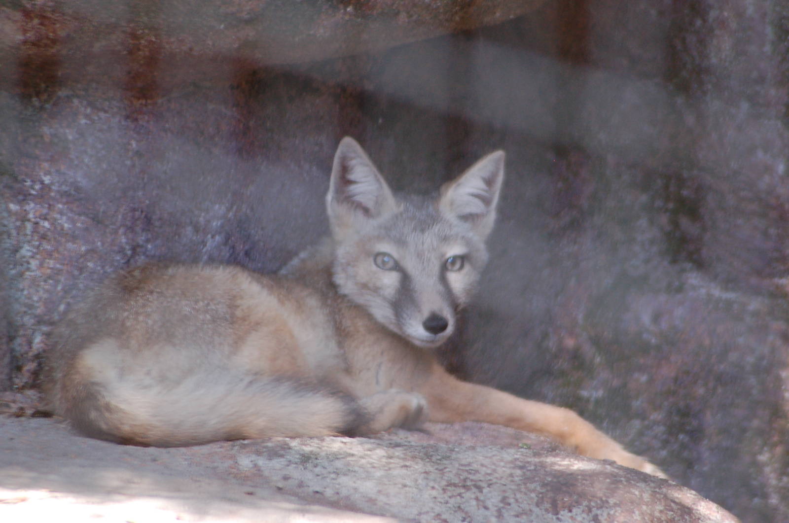 Kabouterland Speeltuinen en Zoo - Corsac Fox