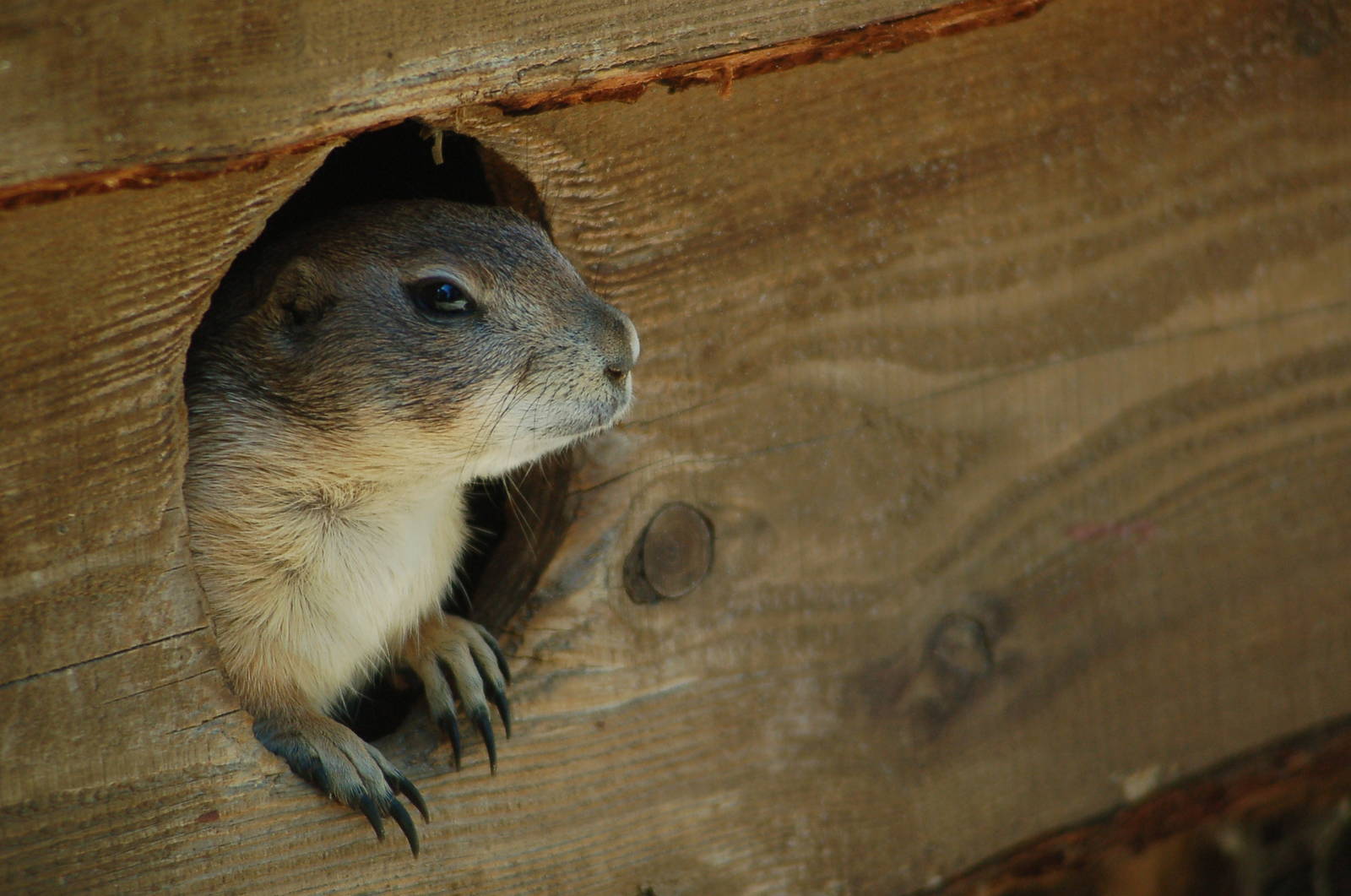 Kabouterland Speeltuinen en Zoo - Prairiedog