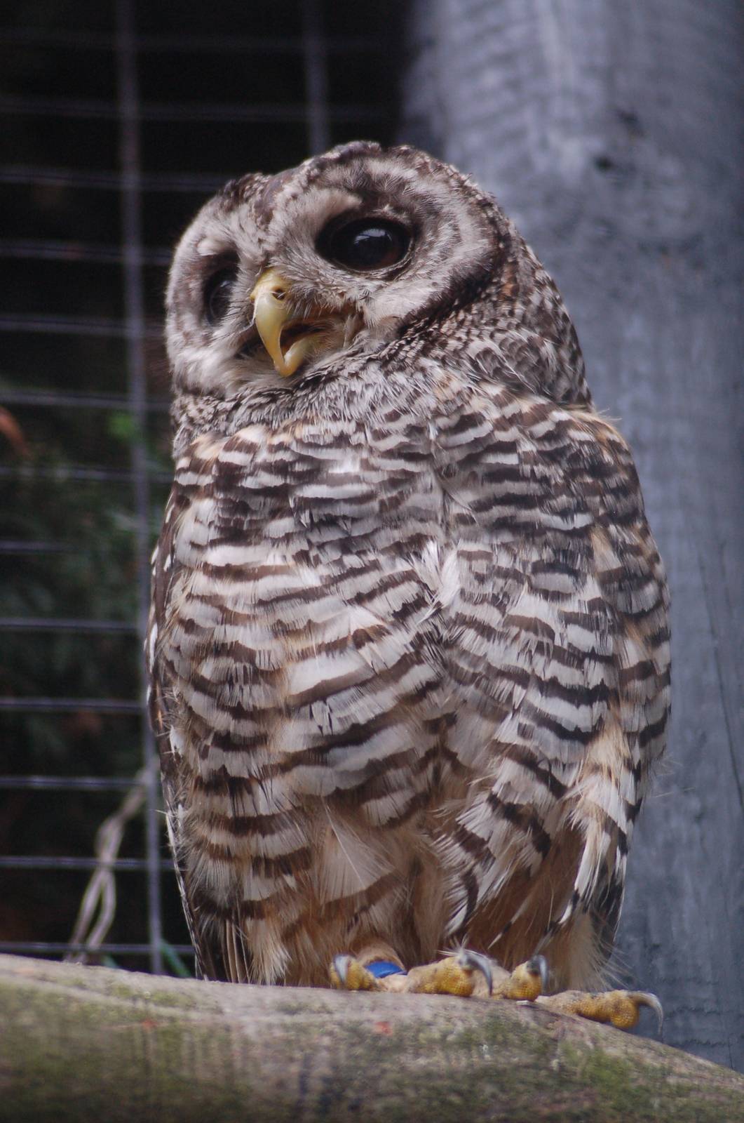 Kabouterland Speeltuinen en Zoo - Rufous-legged Owl
