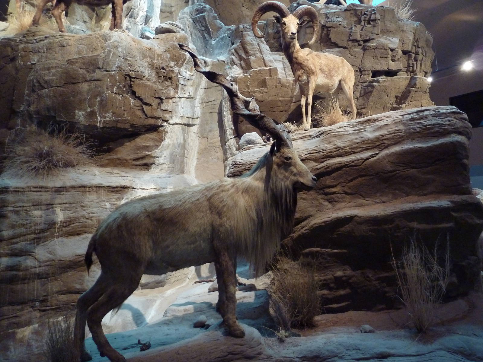Kabul Markhor