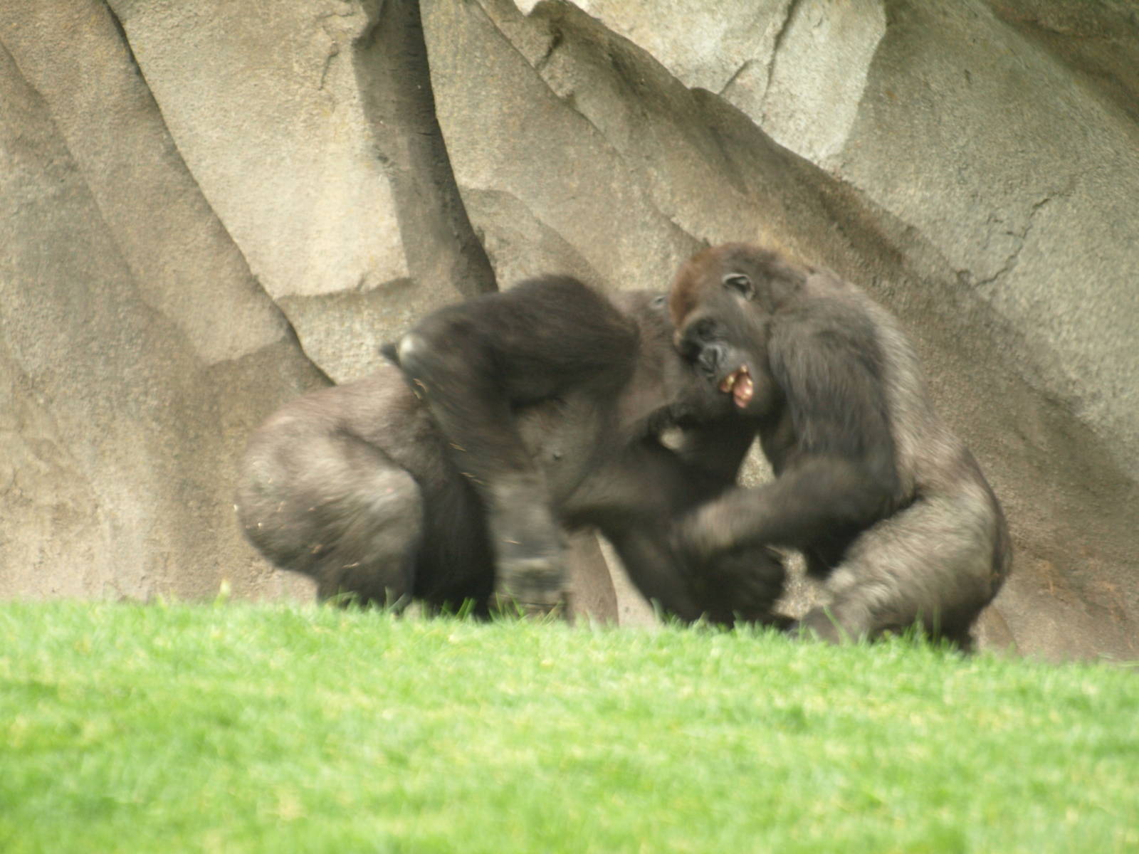 Kabuli and Thomas playing together very happy