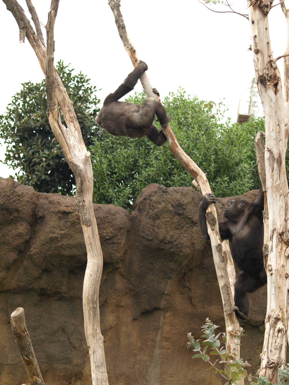 Kabuli and Thomas playing together very happy