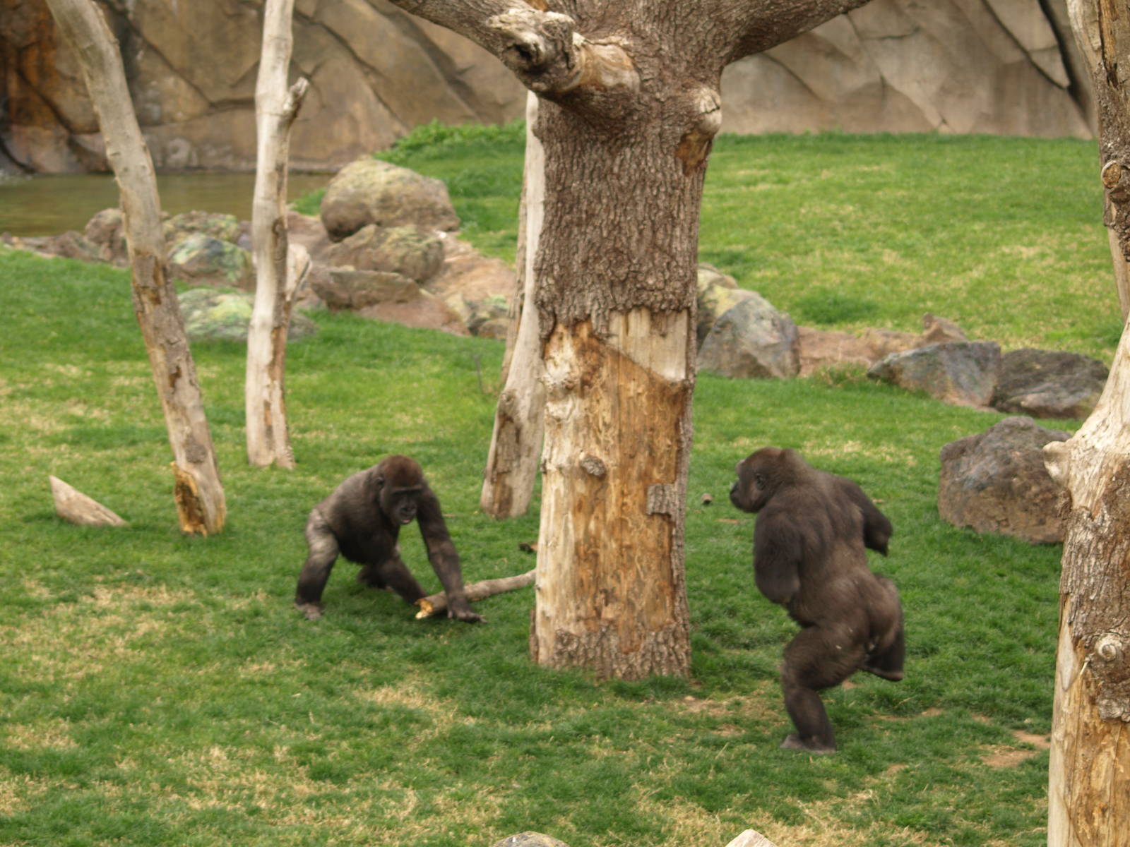 Kabuli and Thomas playing together very happy