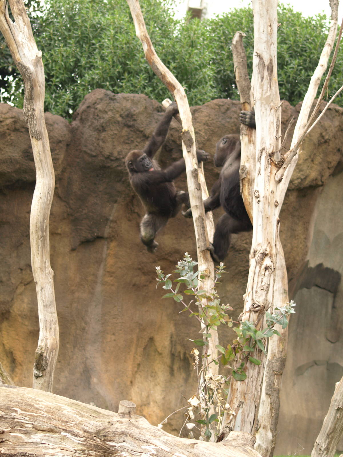 Kabuli and Thomas playing together very happy