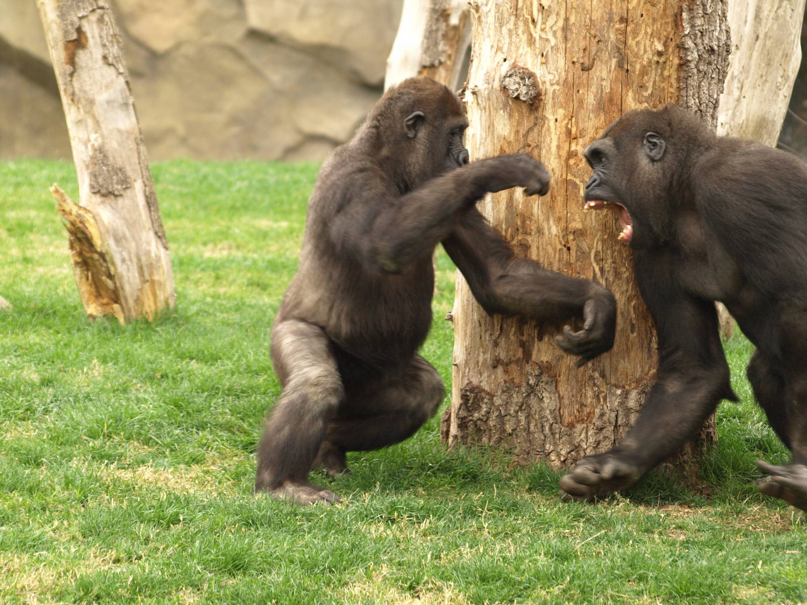 Kabuli and Thomas playing together very happy