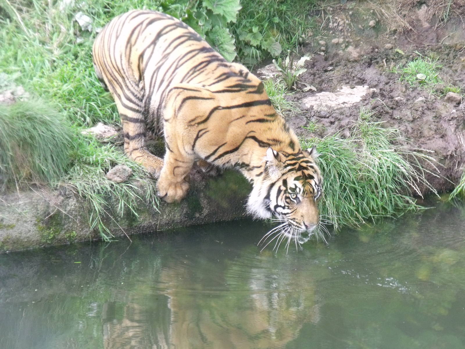 Kabus having a drink