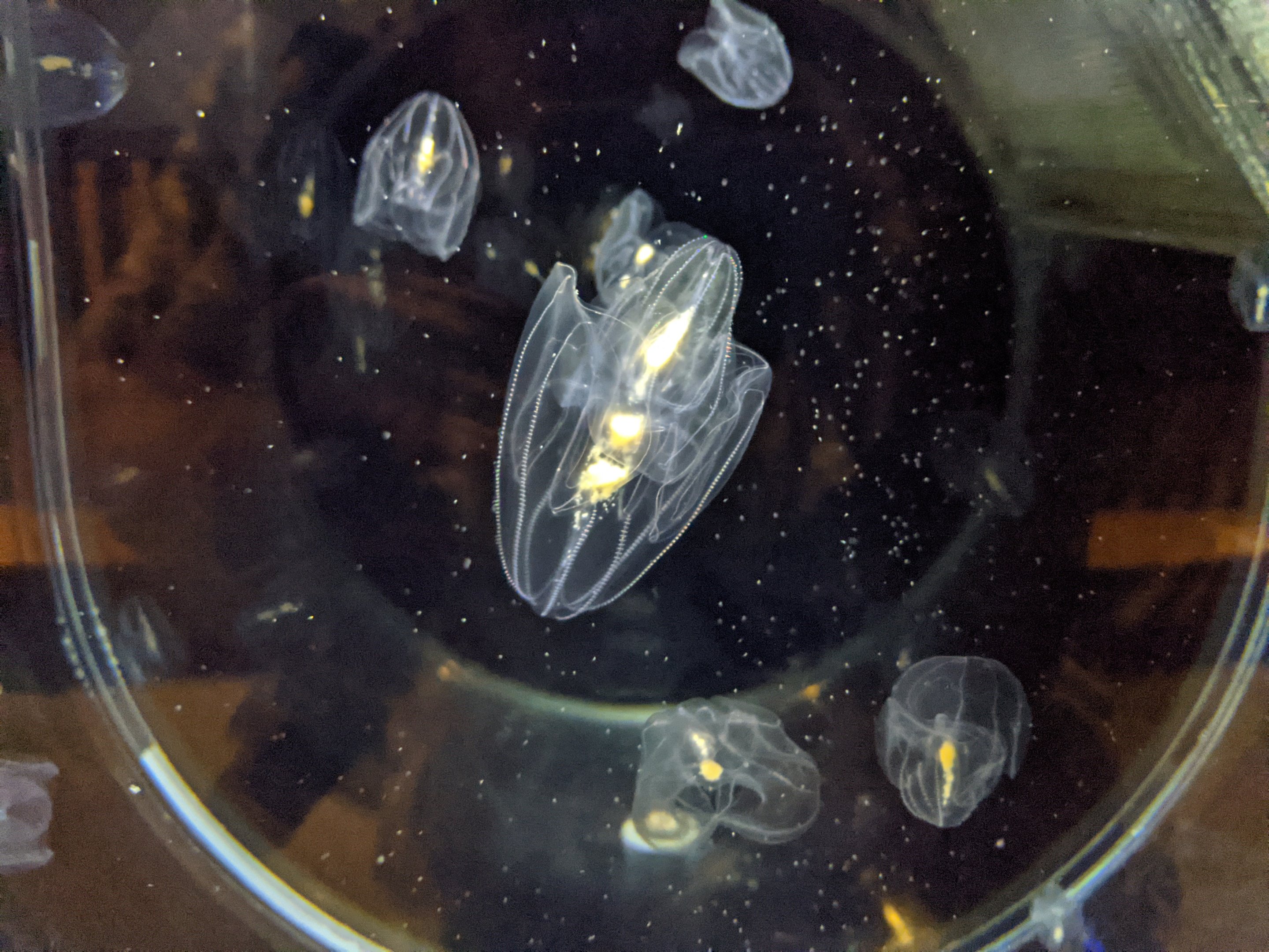 Kabuto Comb Jellyfish (Bolinopsis mikado)