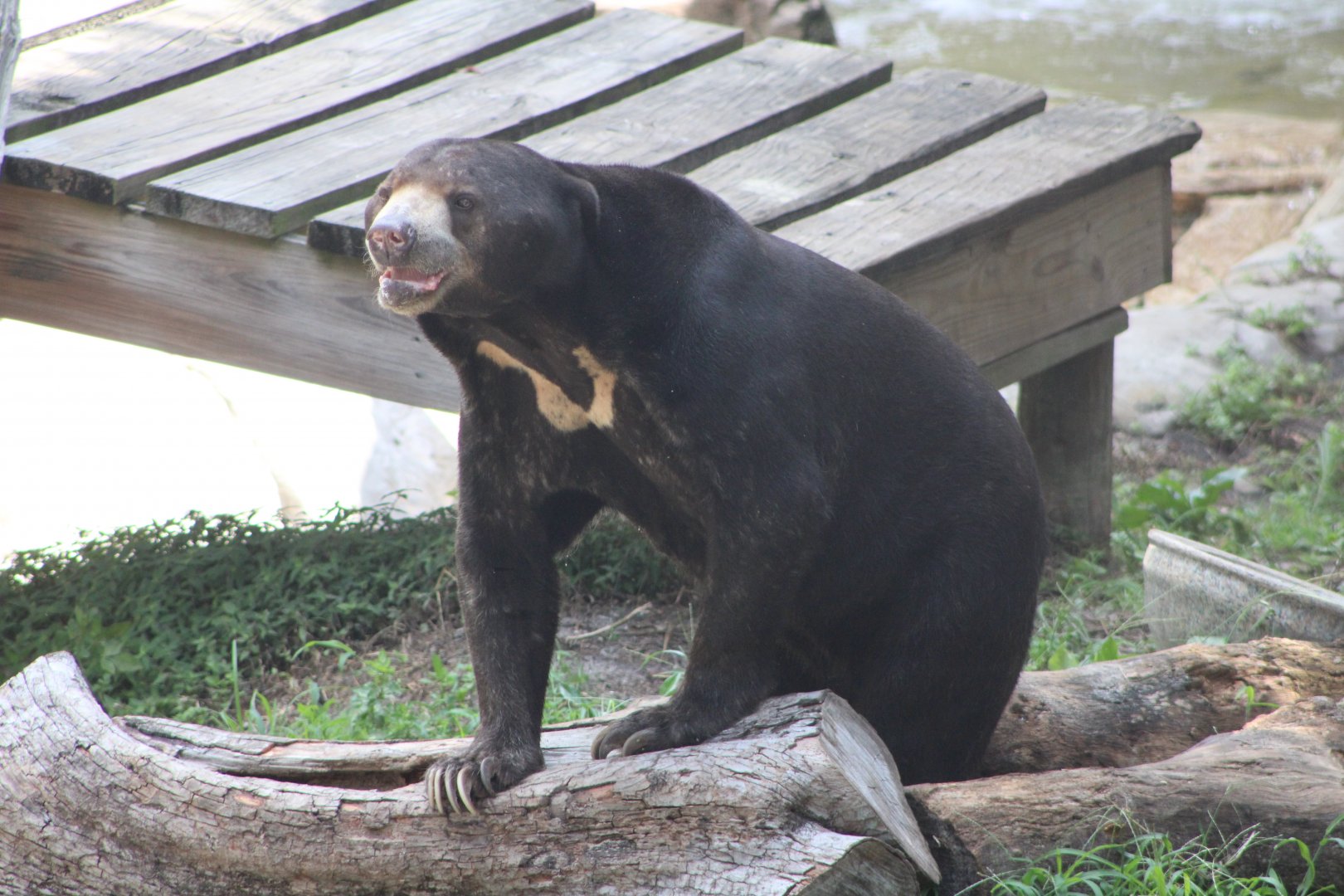 Kacey the Malayan Sun Bear (H. m. malayanus)