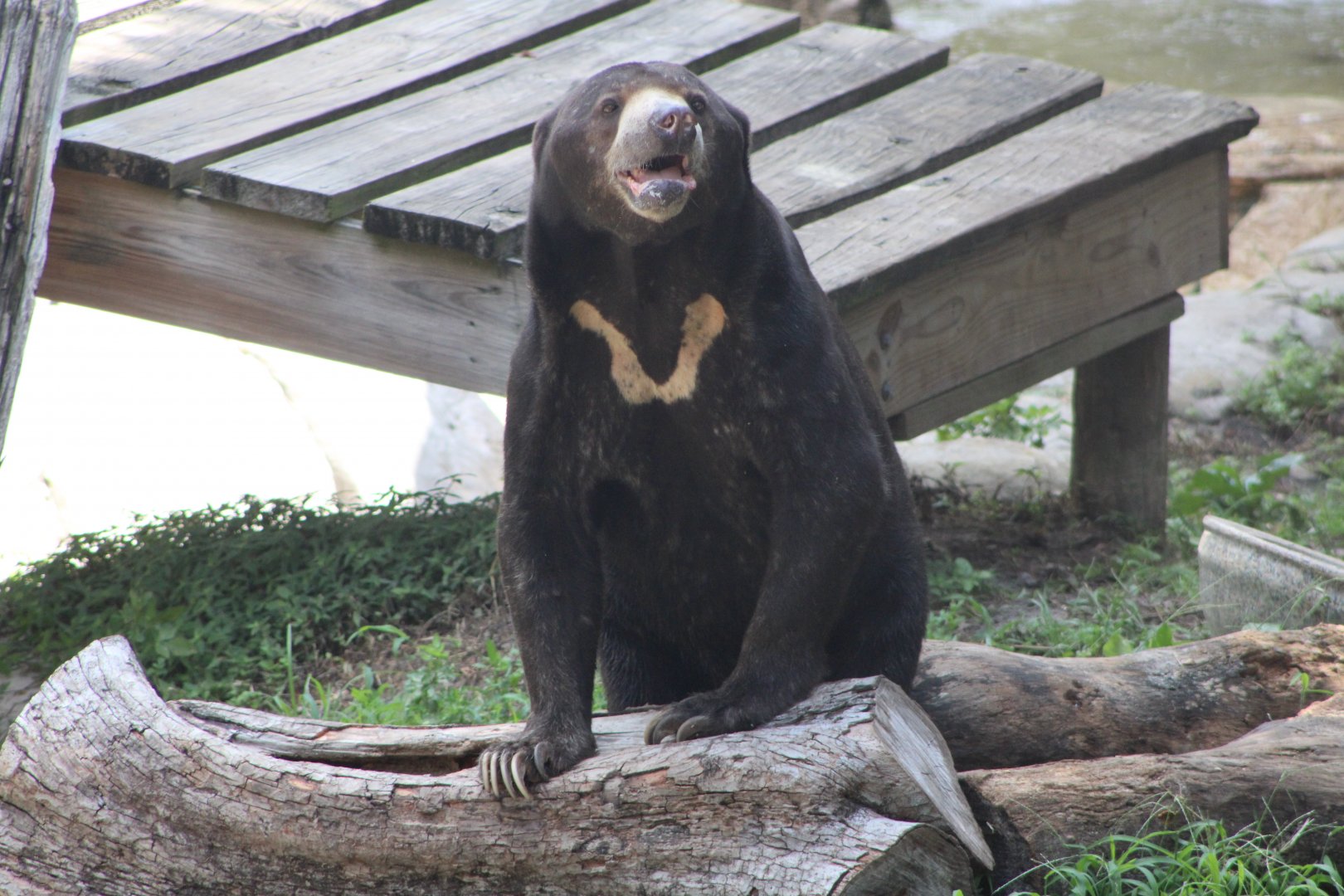 Kacey the Malayan Sun Bear (H. m. malayanus)