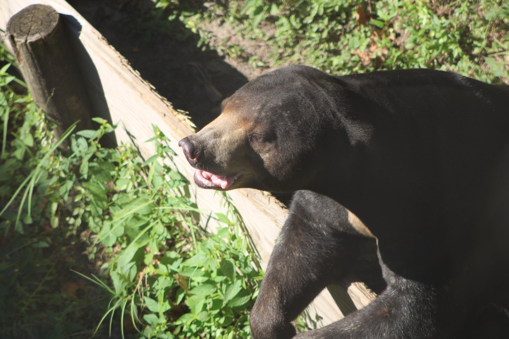 Kacey the Sun Bear (Helarctos malayanus)