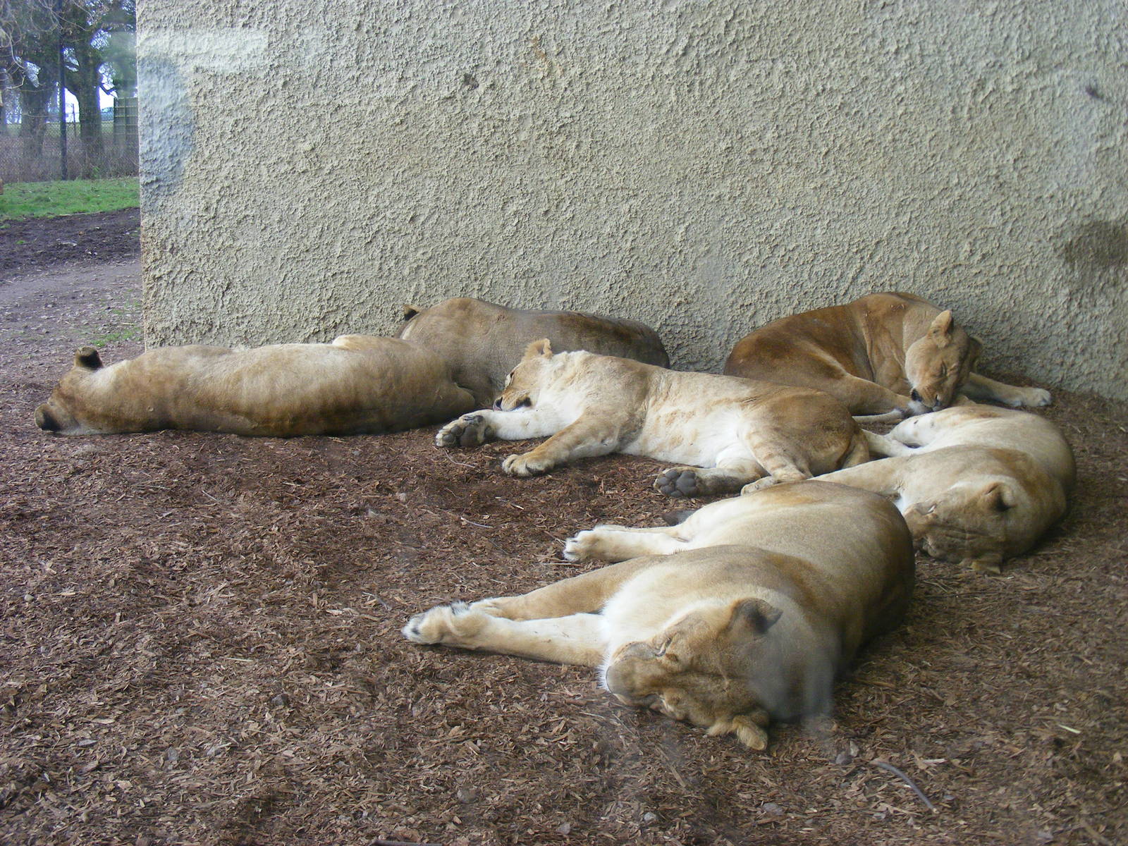Kachanga, Mashaka-Lila, Kia, Neo, Toto and Kato the African lions in Lions