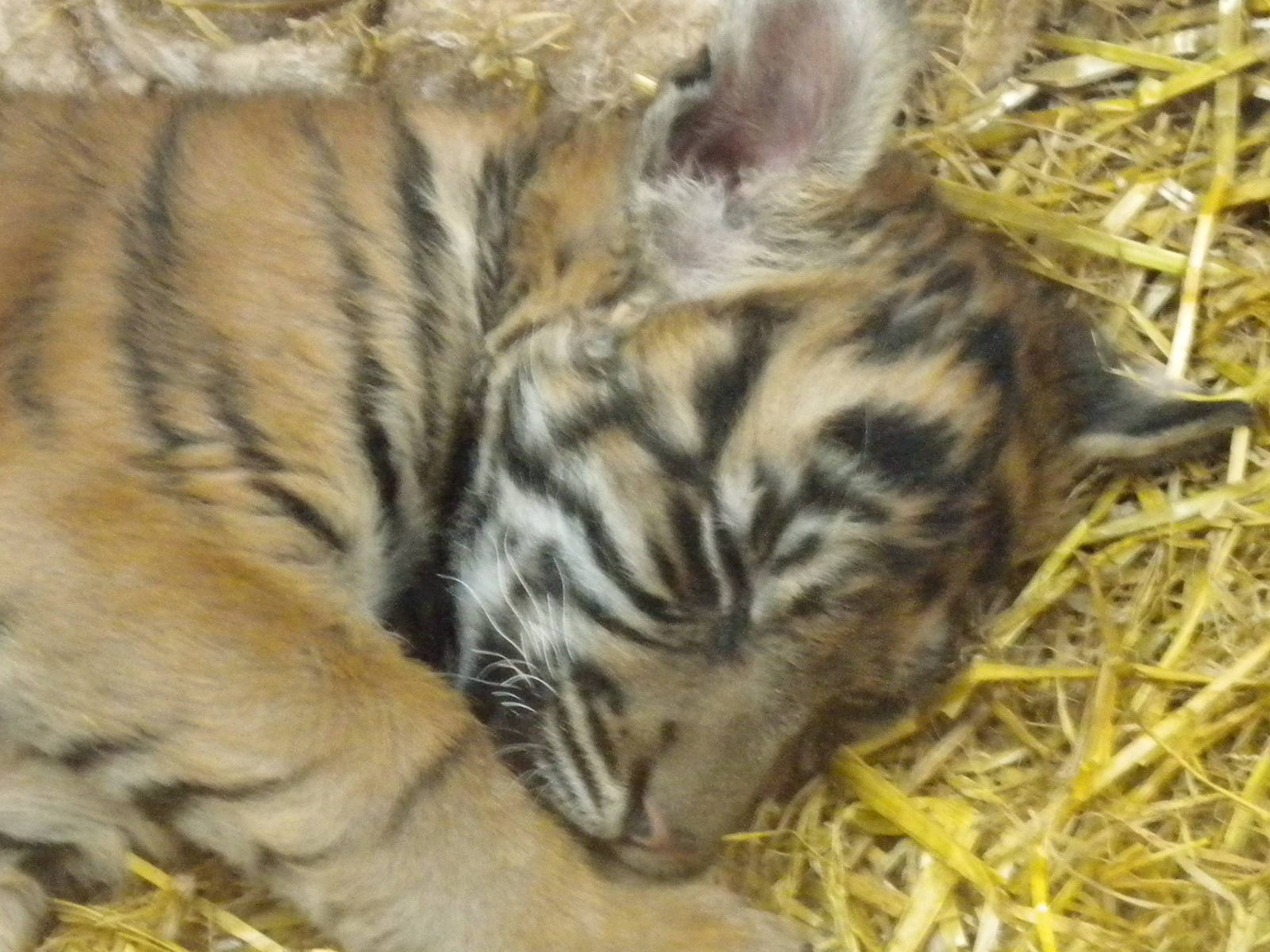 Kadi Female Sumatran Tiger Cub