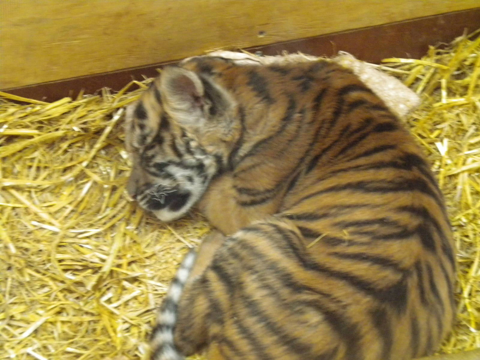Kadi Female Sumatran Tiger Cub
