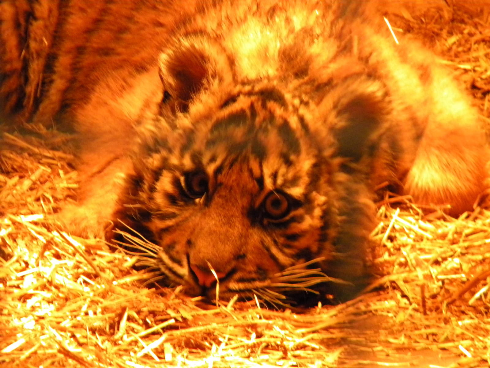 Kadi Female Sumatran Tiger Cub.