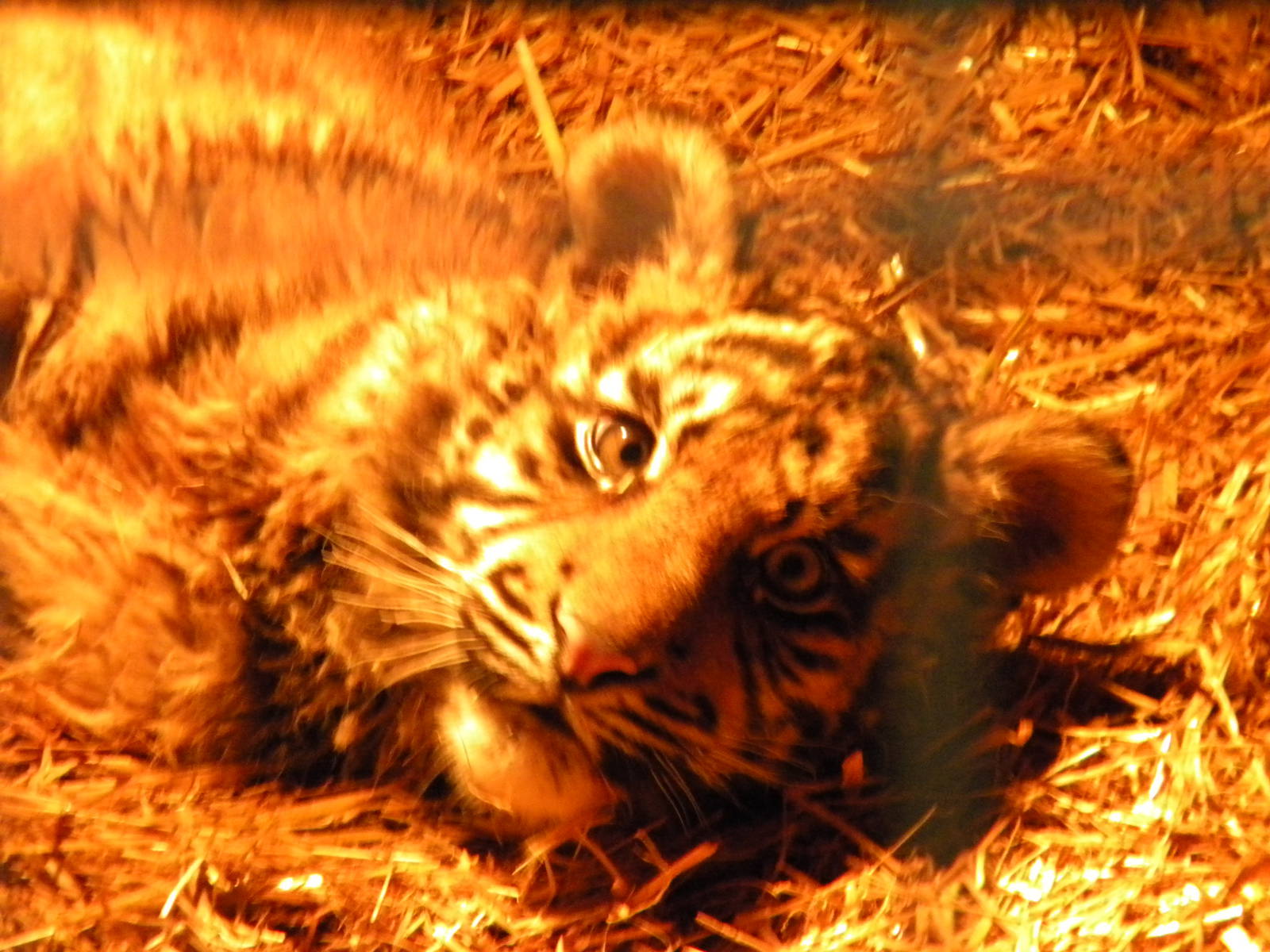 Kadi Female Sumatran Tiger Cub.