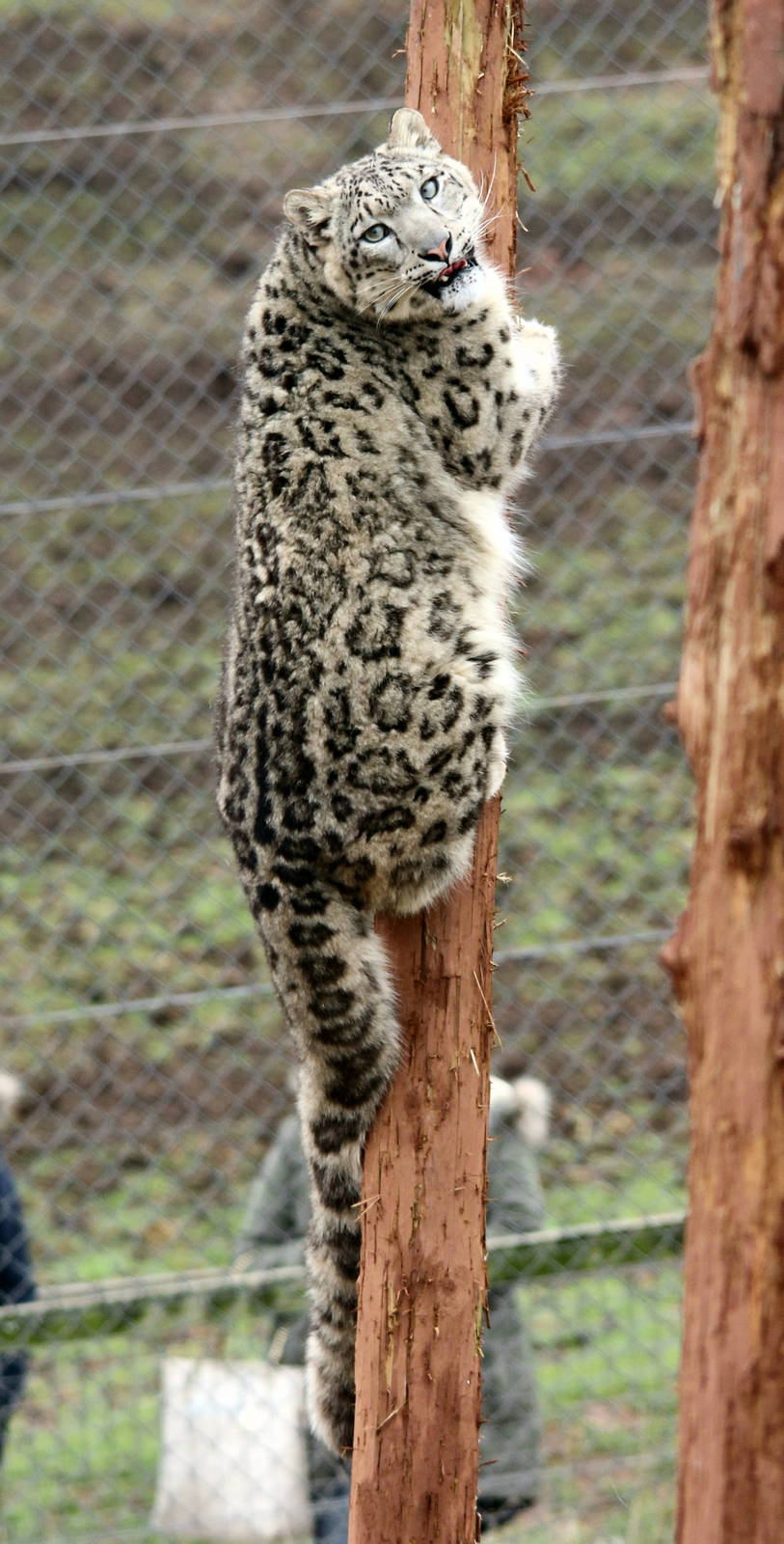 Kadi the Snow Leopard 1-4-14