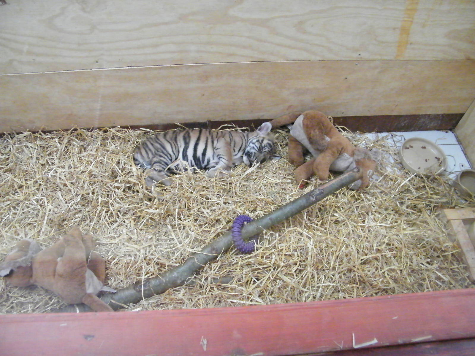 Kadi the Sumatran Tiger cub