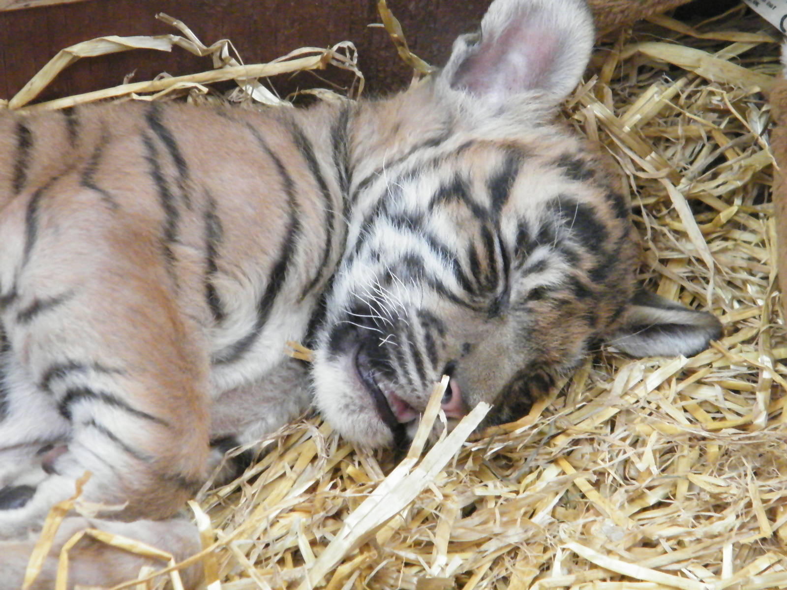 Kadi the Sumatran Tiger cub