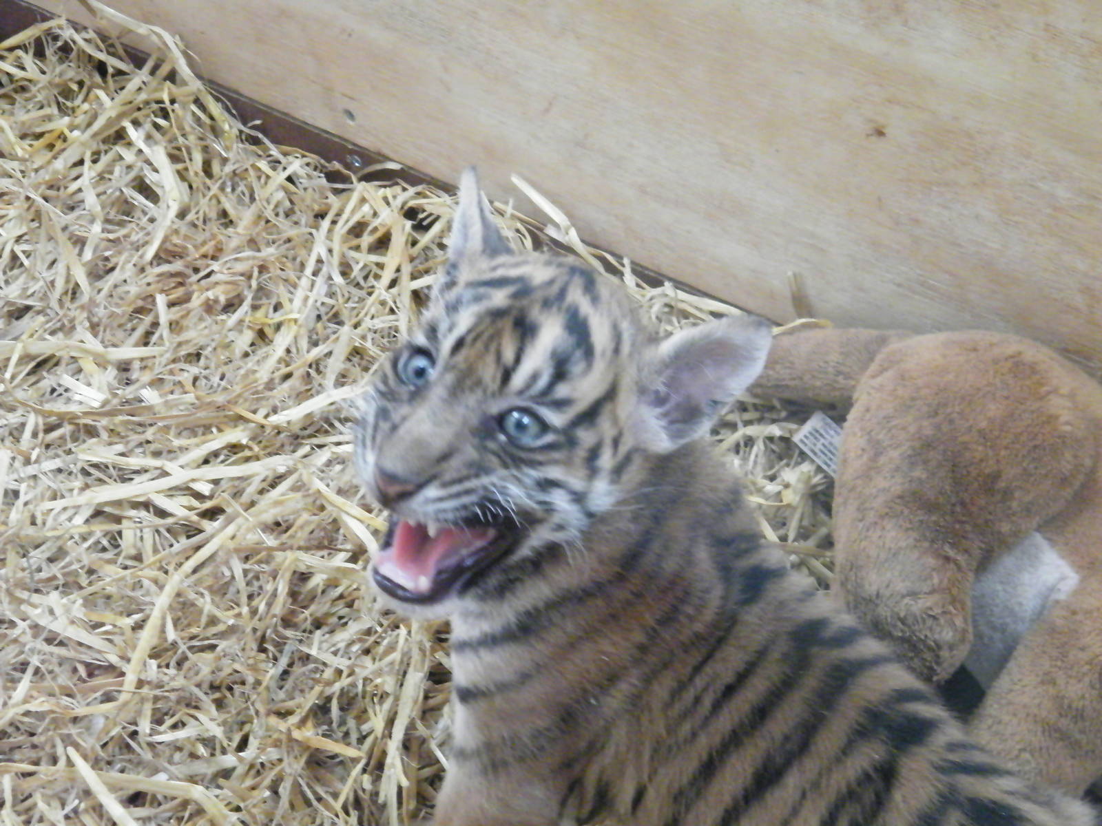 Kadi the Sumatran Tiger cub