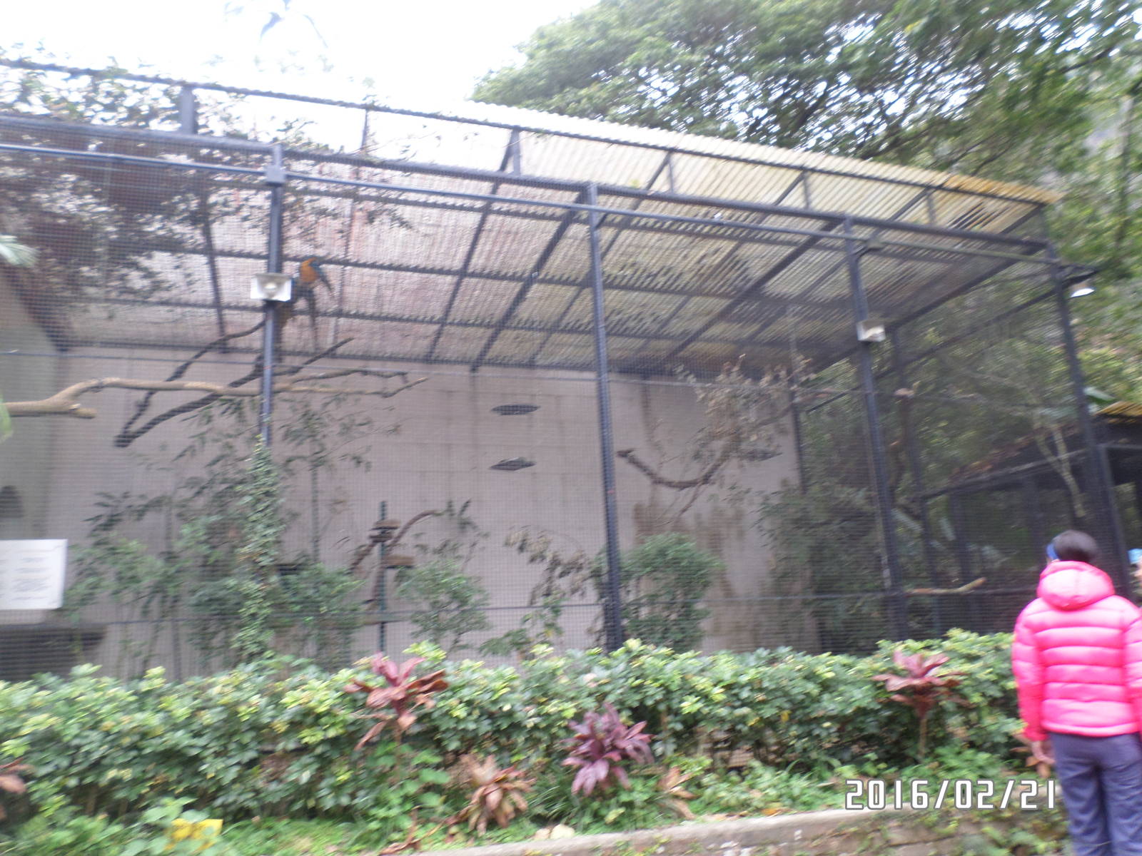 Kadoorie Farm-big aviary of blue-winged macaw
