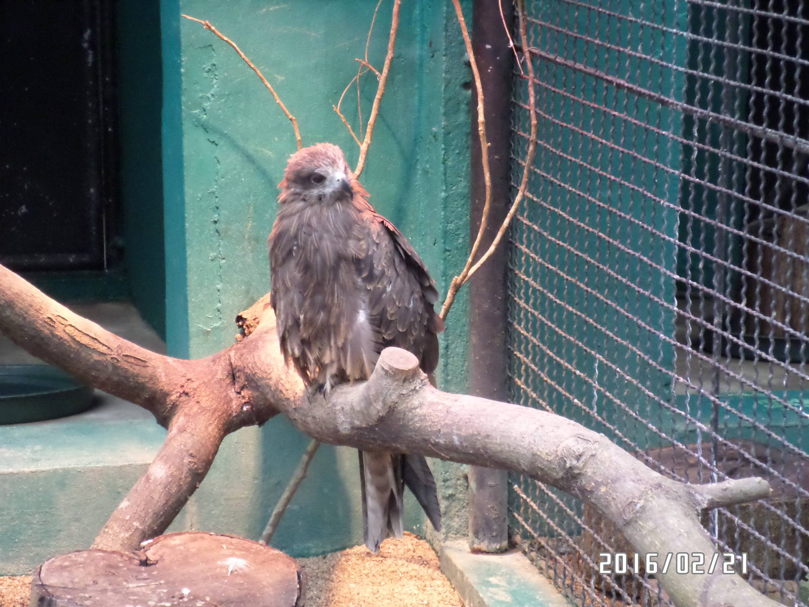 Kadoorie Farm-black kite