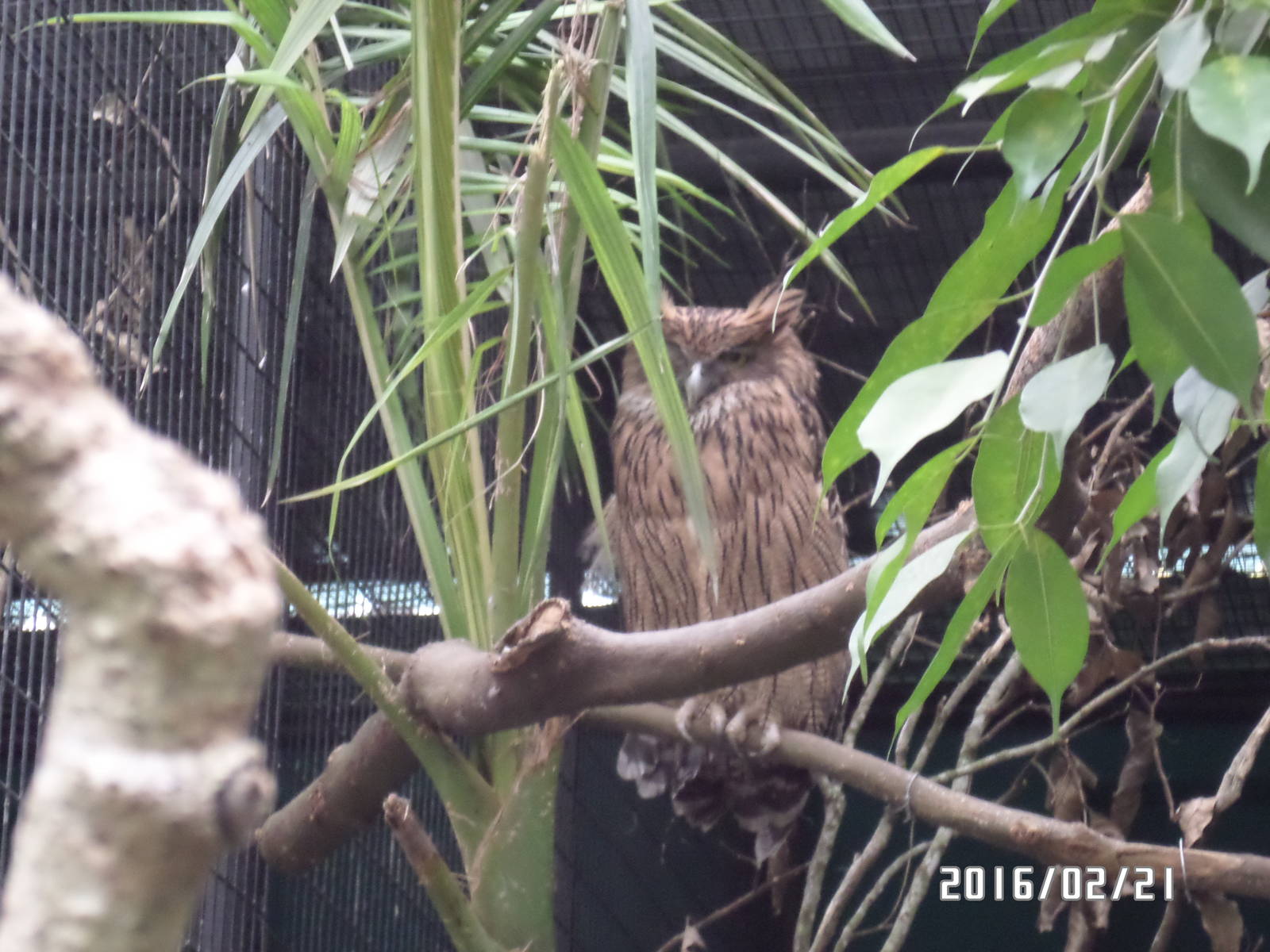 Kadoorie Farm-brown fish owl