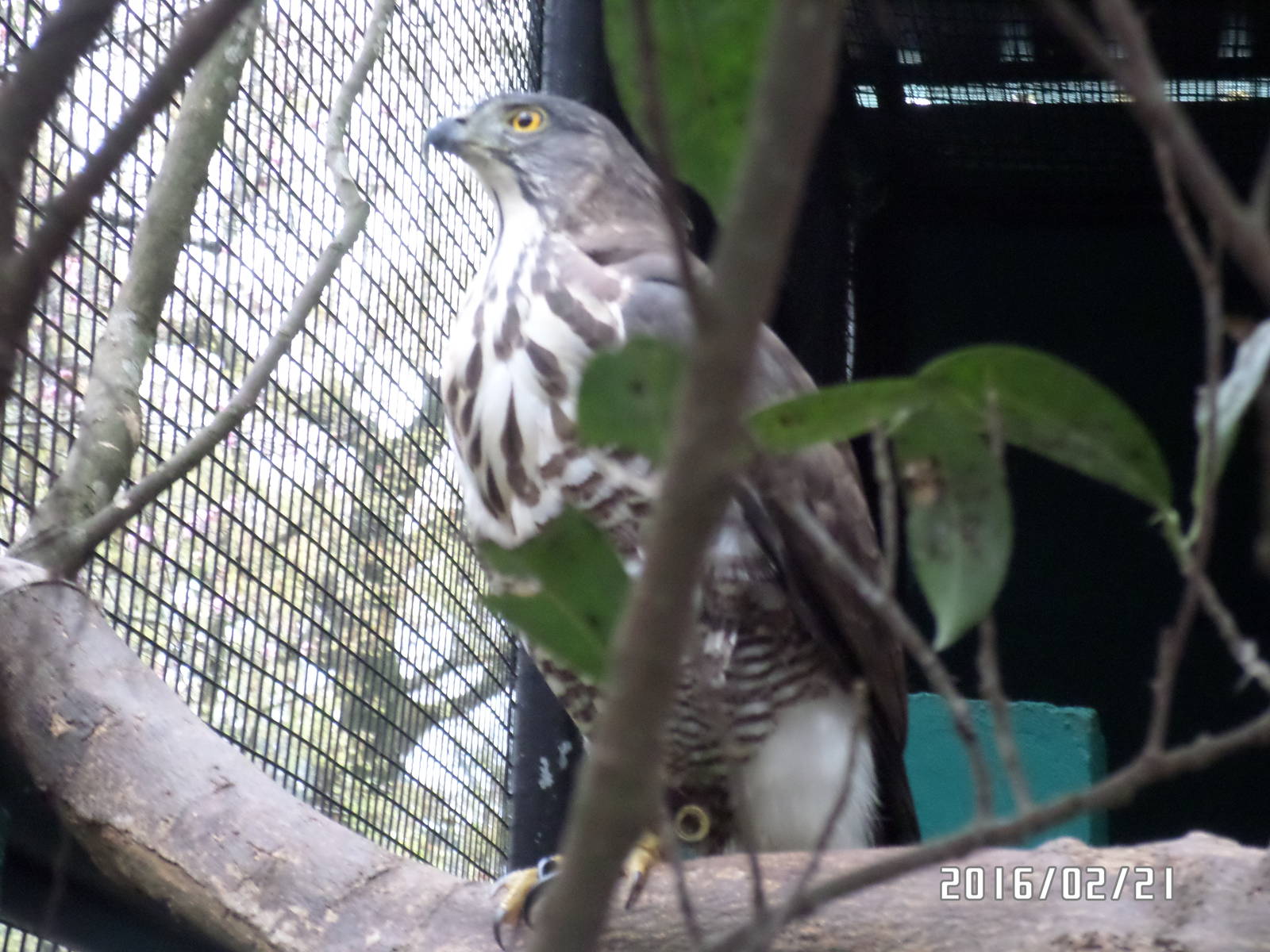 Kadoorie Farm-buzzard