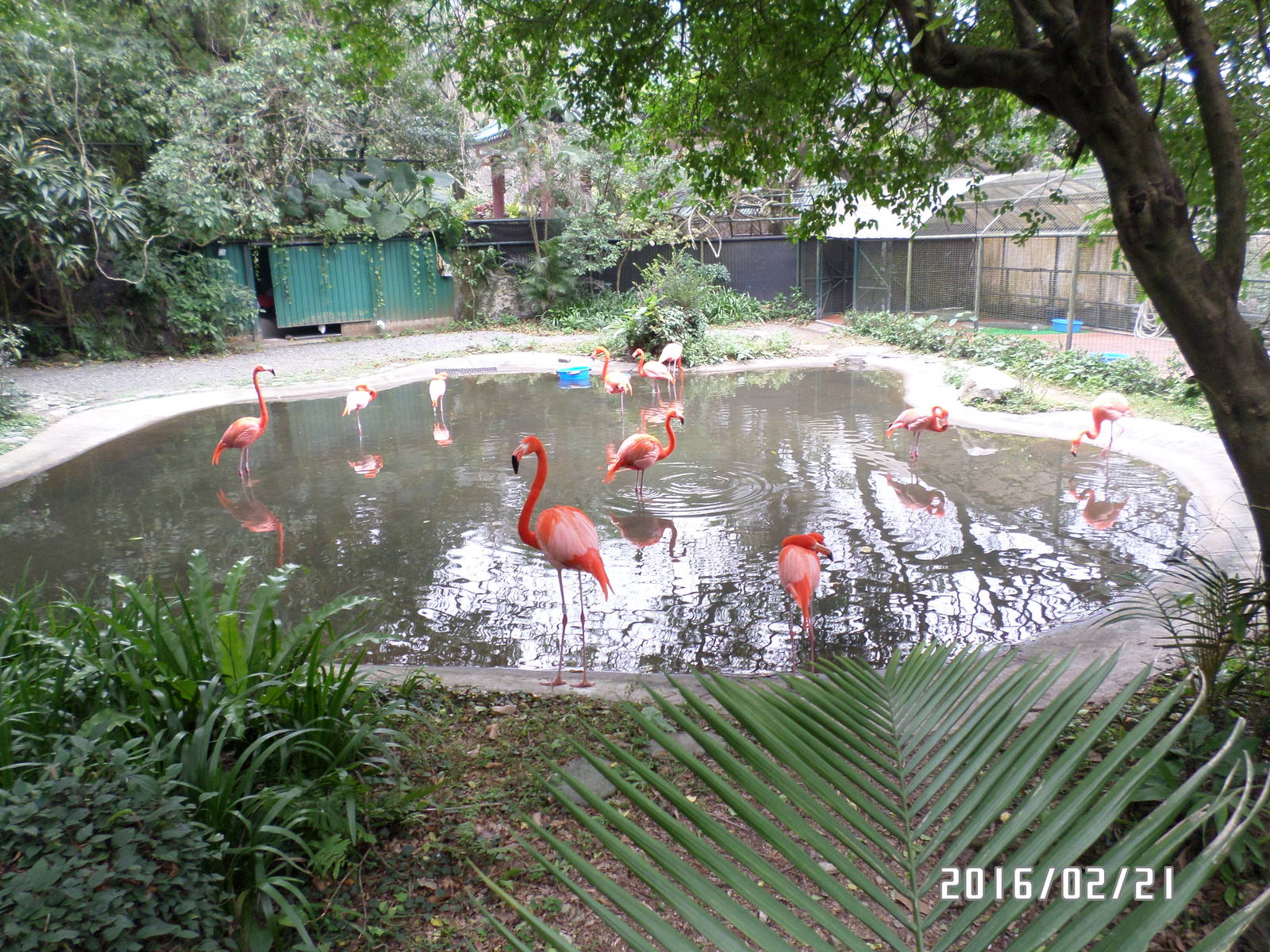 Kadoorie Farm-Caribbean flamingo