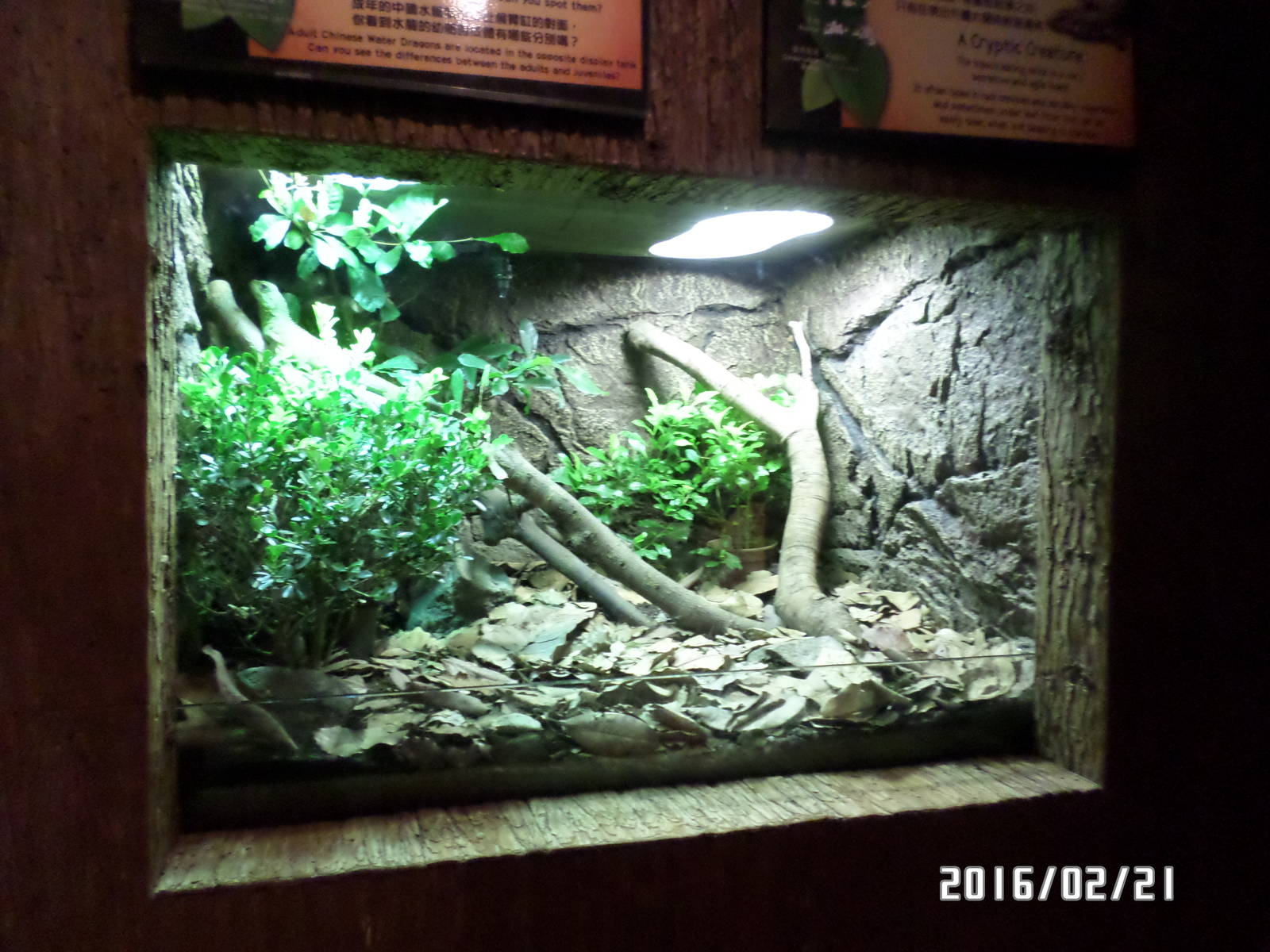 Kadoorie Farm-Chinese Water Dragon exhibit