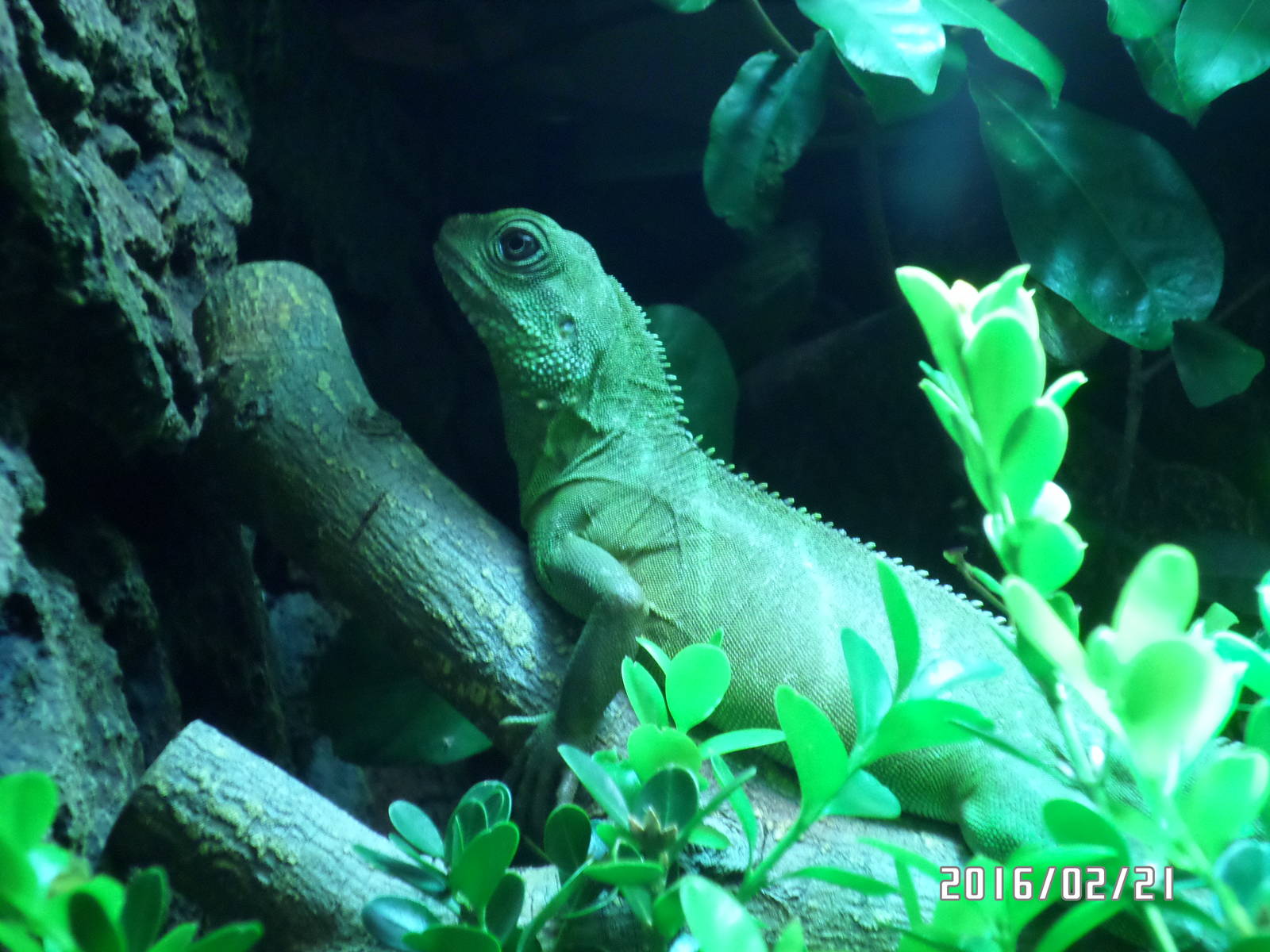 Kadoorie Farm-Chinese Water Dragon