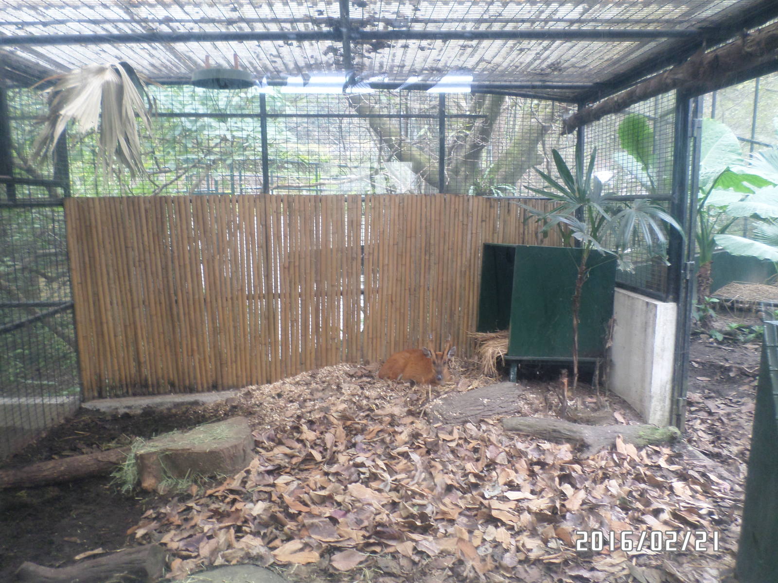 Kadoorie Farm-common muntjac indoor exhibit