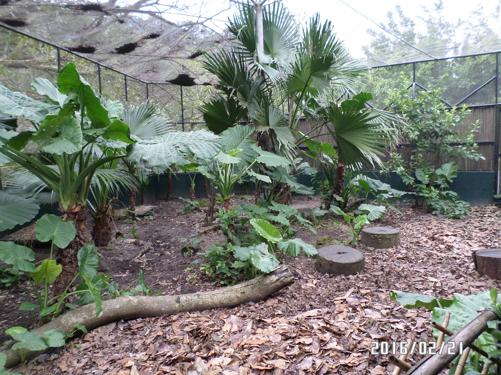 Kadoorie Farm-common muntjac outdoor exhibit