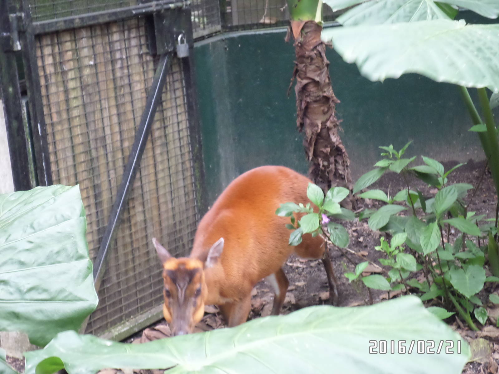 Kadoorie Farm-common muntjac