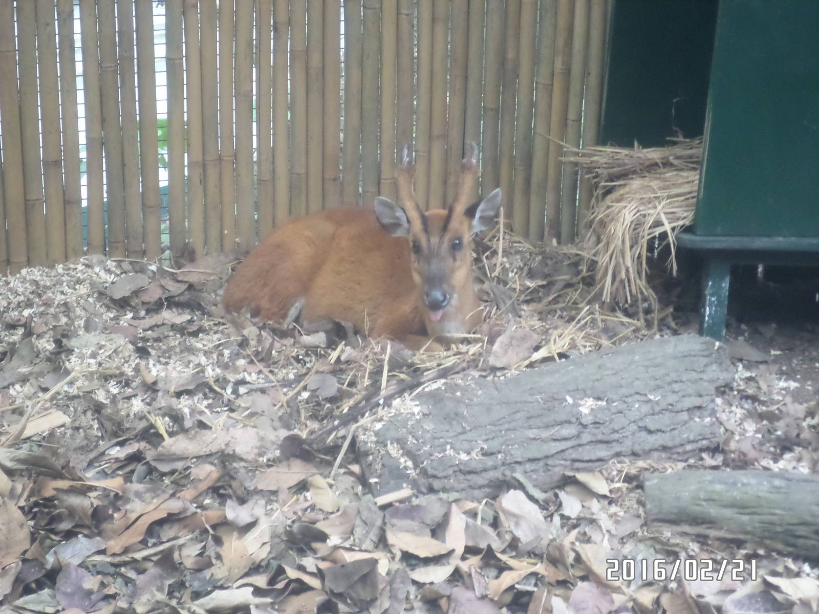 Kadoorie Farm-common muntjac