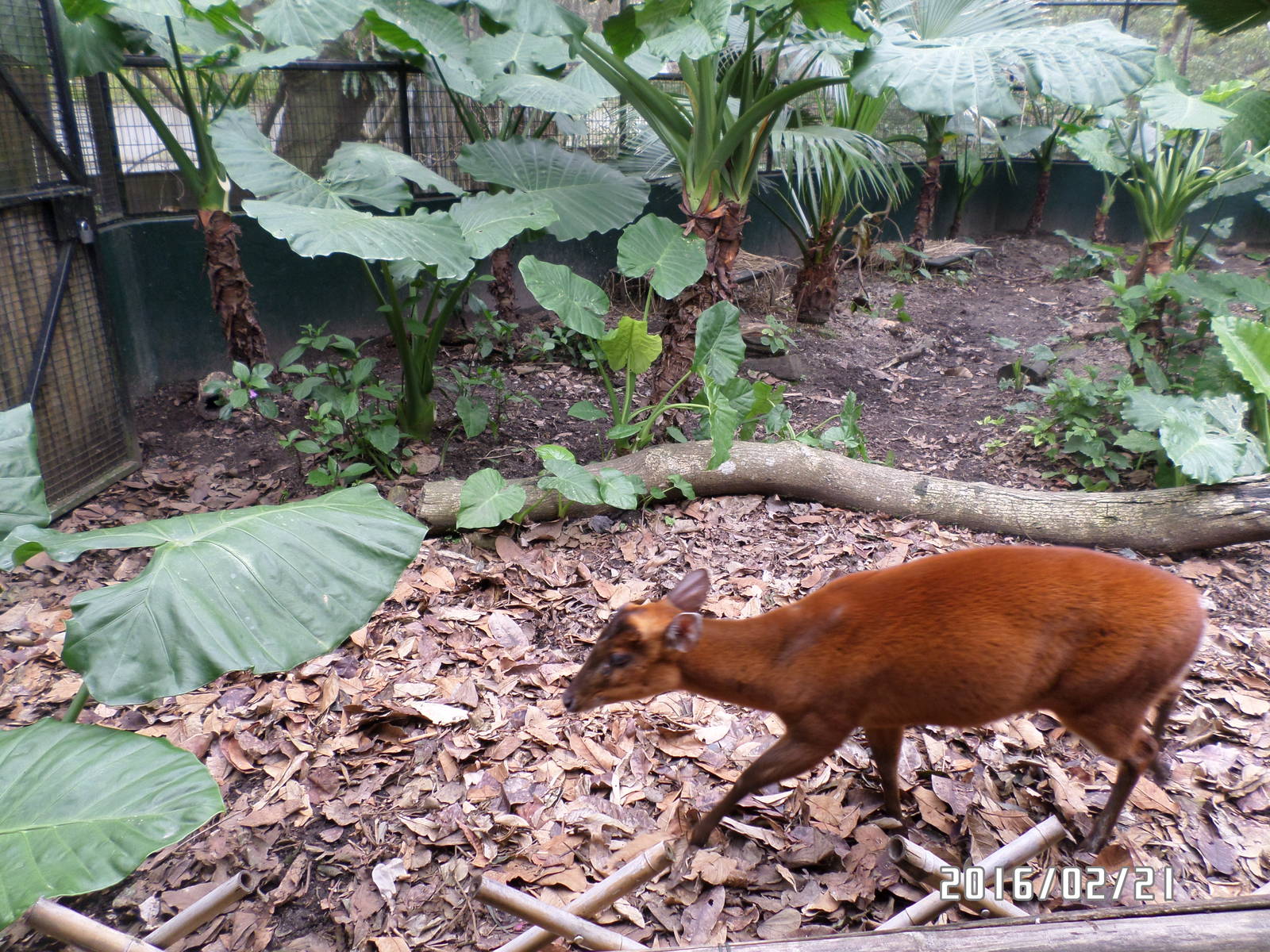 Kadoorie Farm-common muntjac