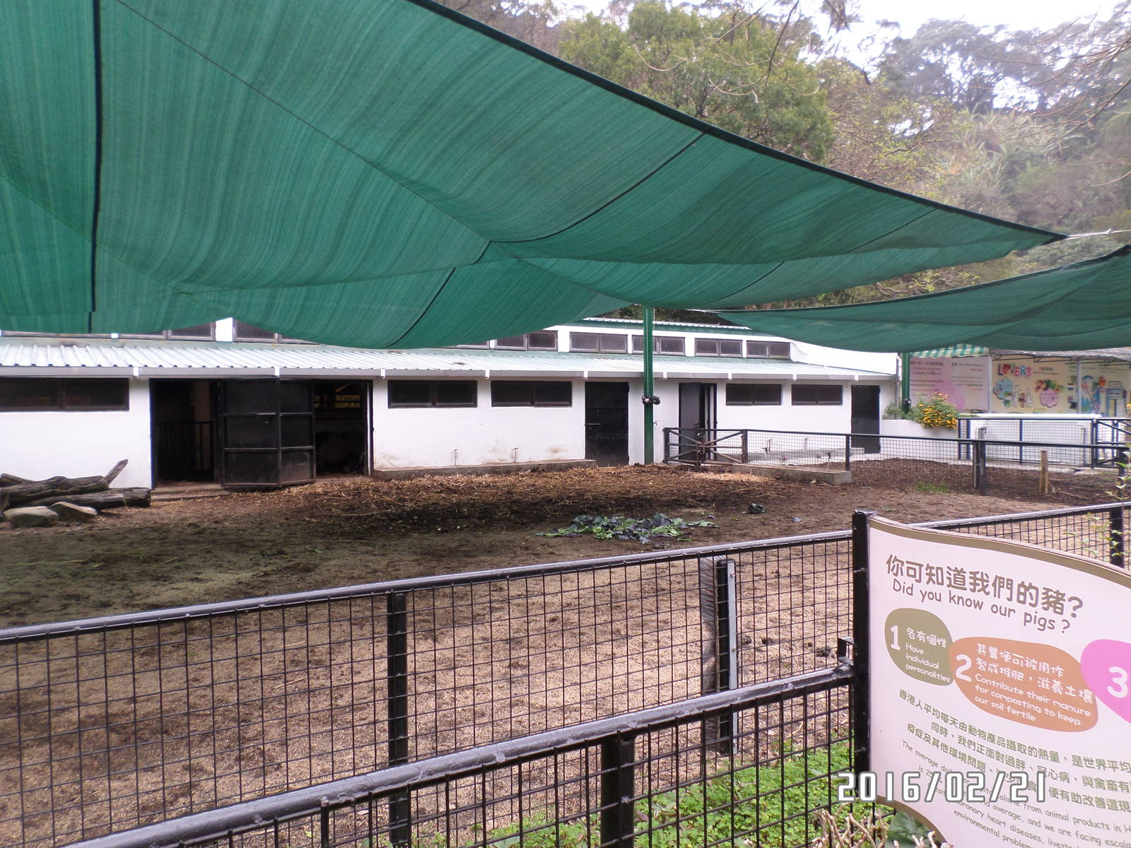 Kadoorie Farm-domestic pig exhibit
