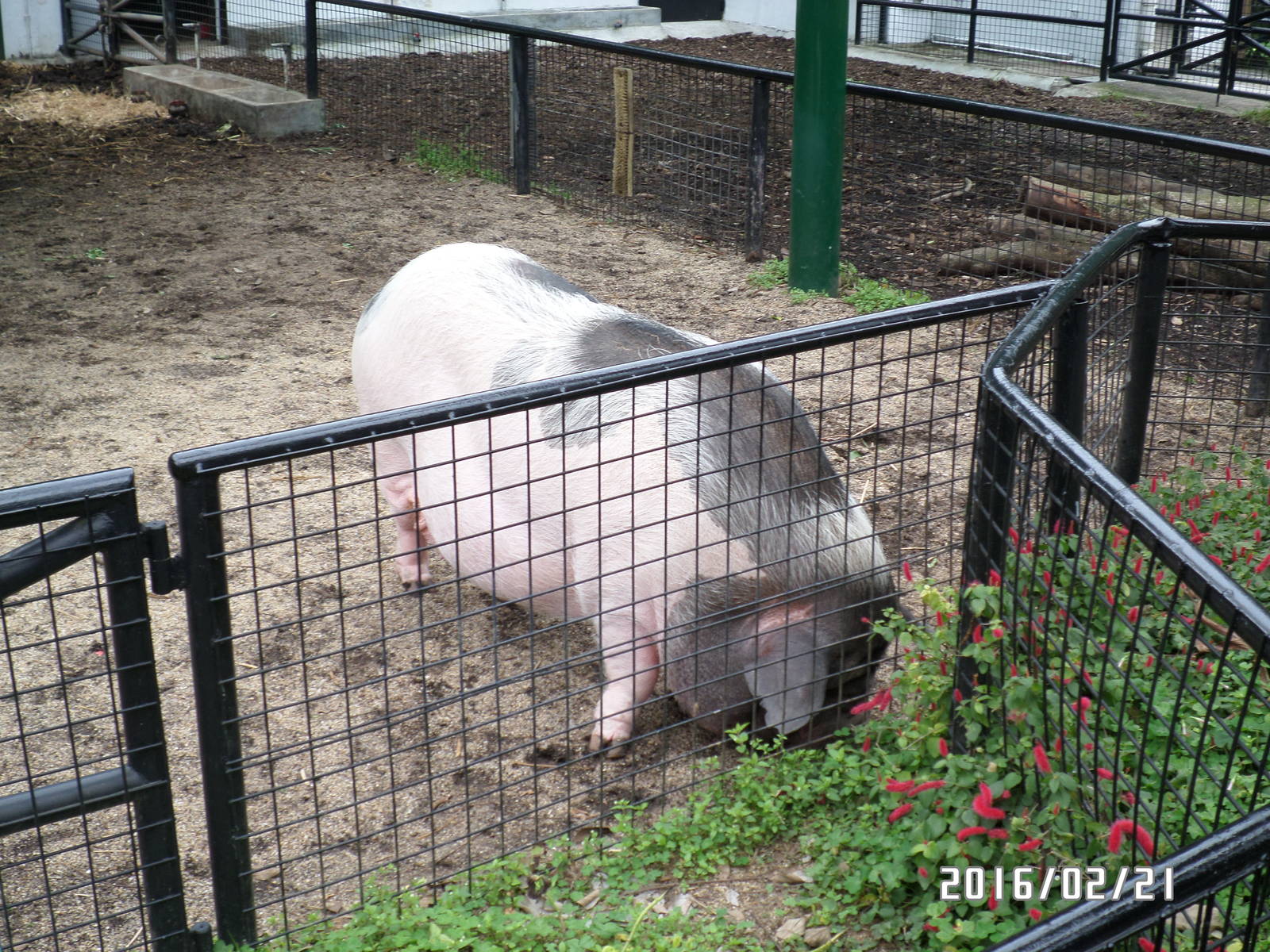 Kadoorie Farm-domestic pig
