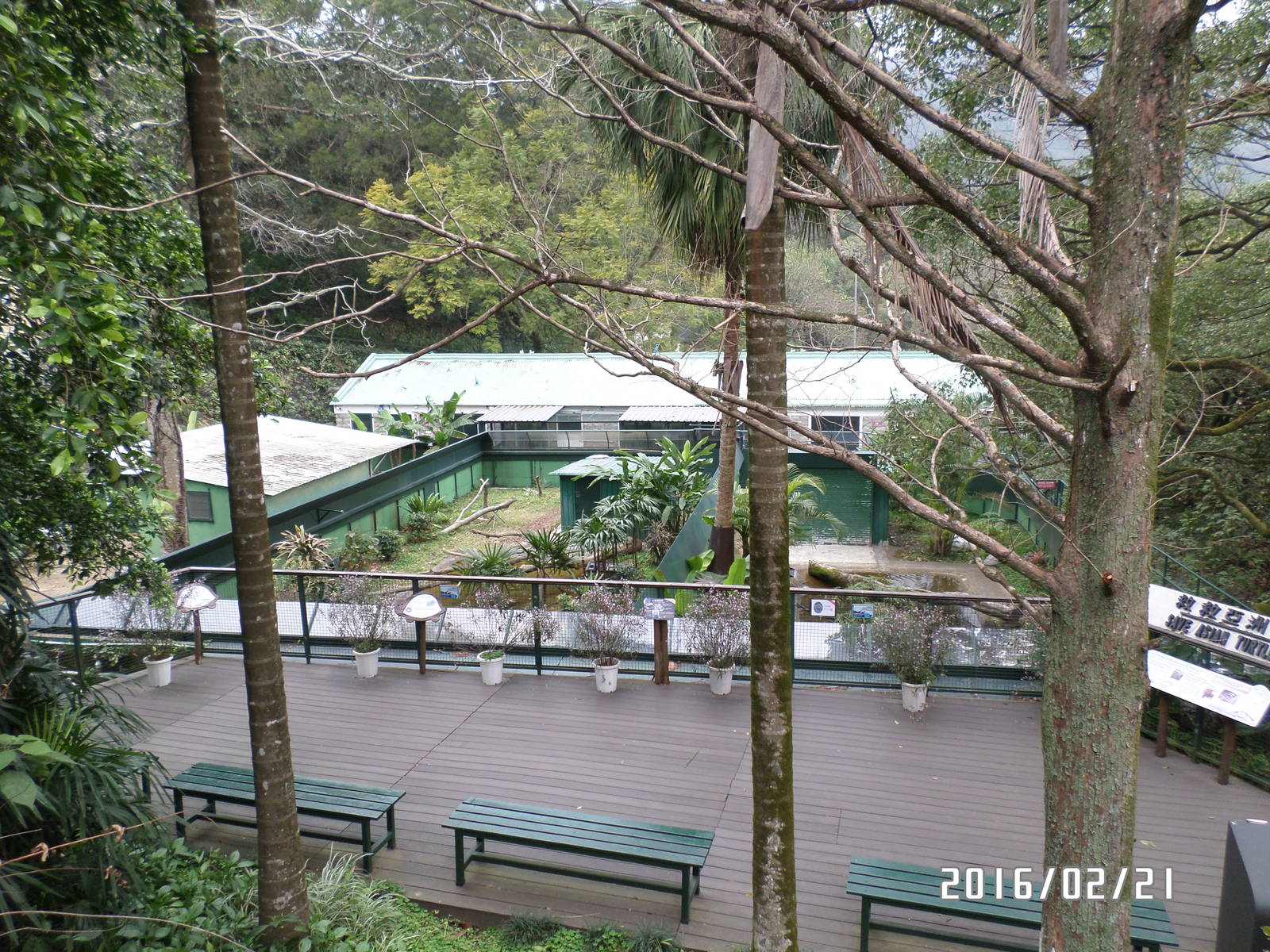 Kadoorie Farm-view of Radiated turtle+water moniter