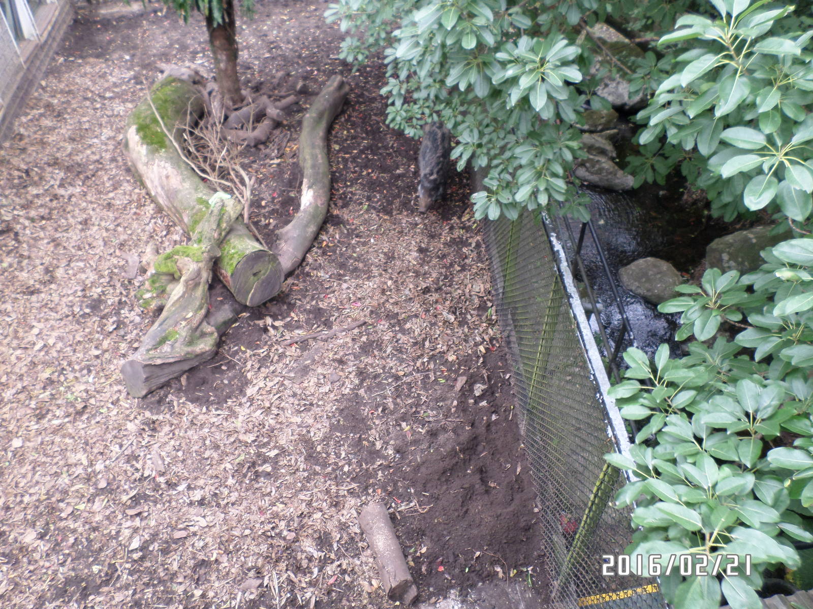 Kadoorie Farm- wild boar exhibit