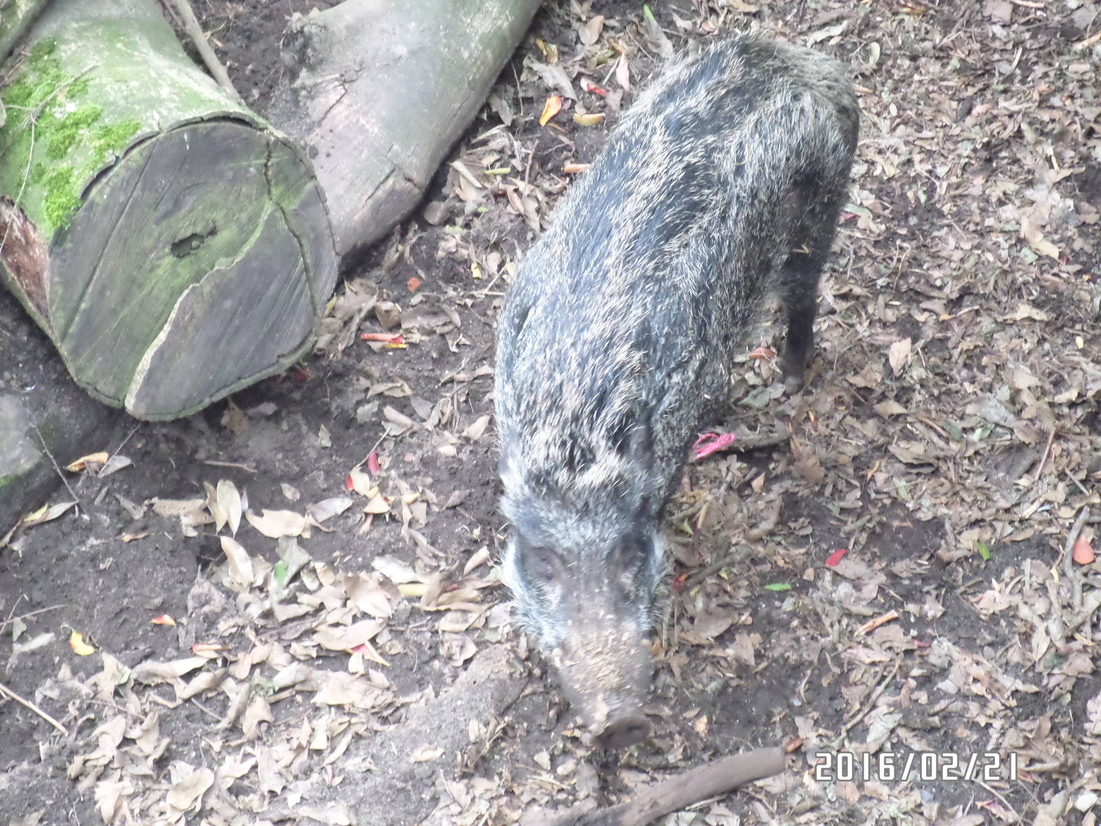 Kadoorie Farm-wild boar