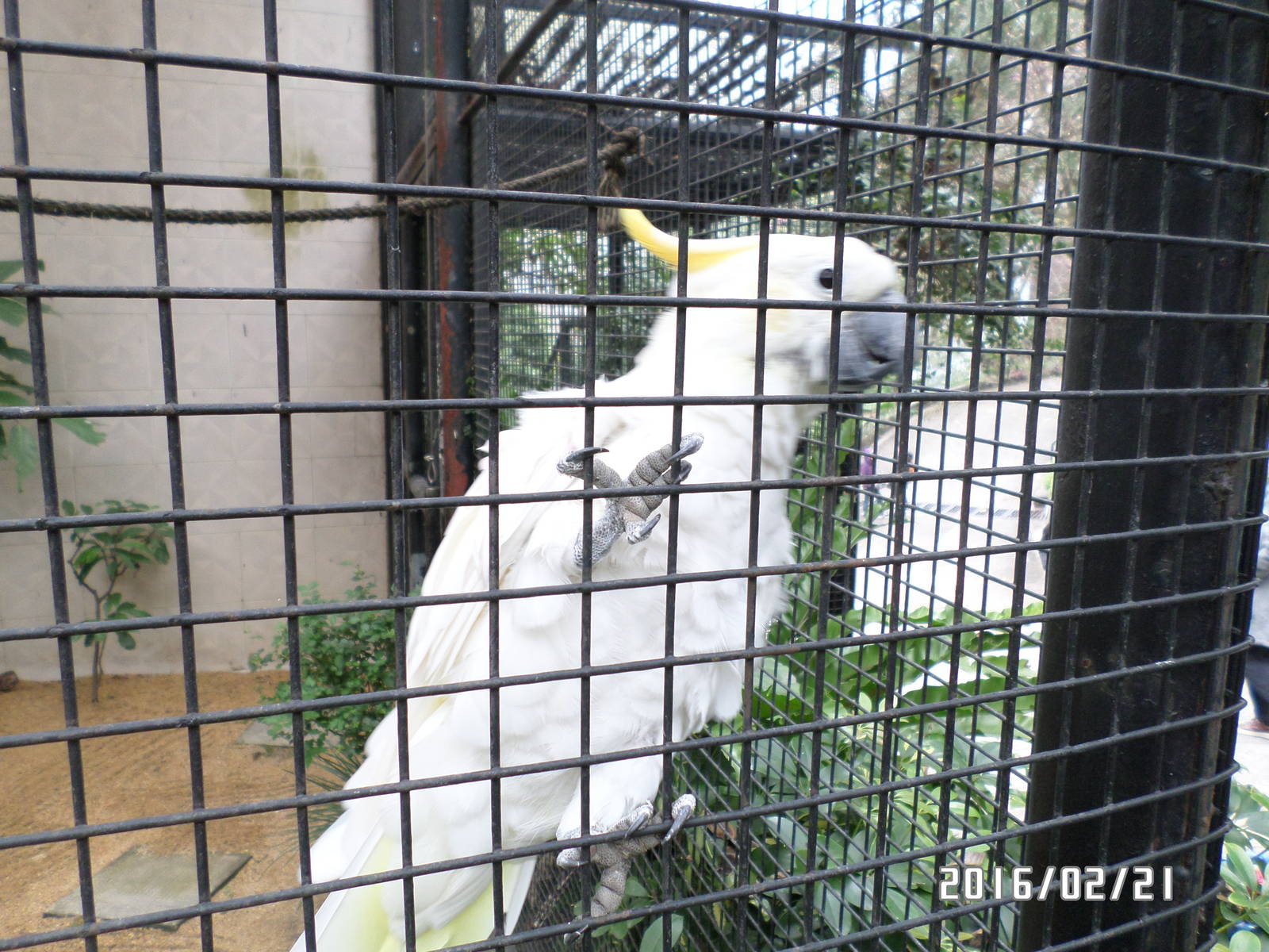 Kadoorie Farm-Yellow-crested cockatoo