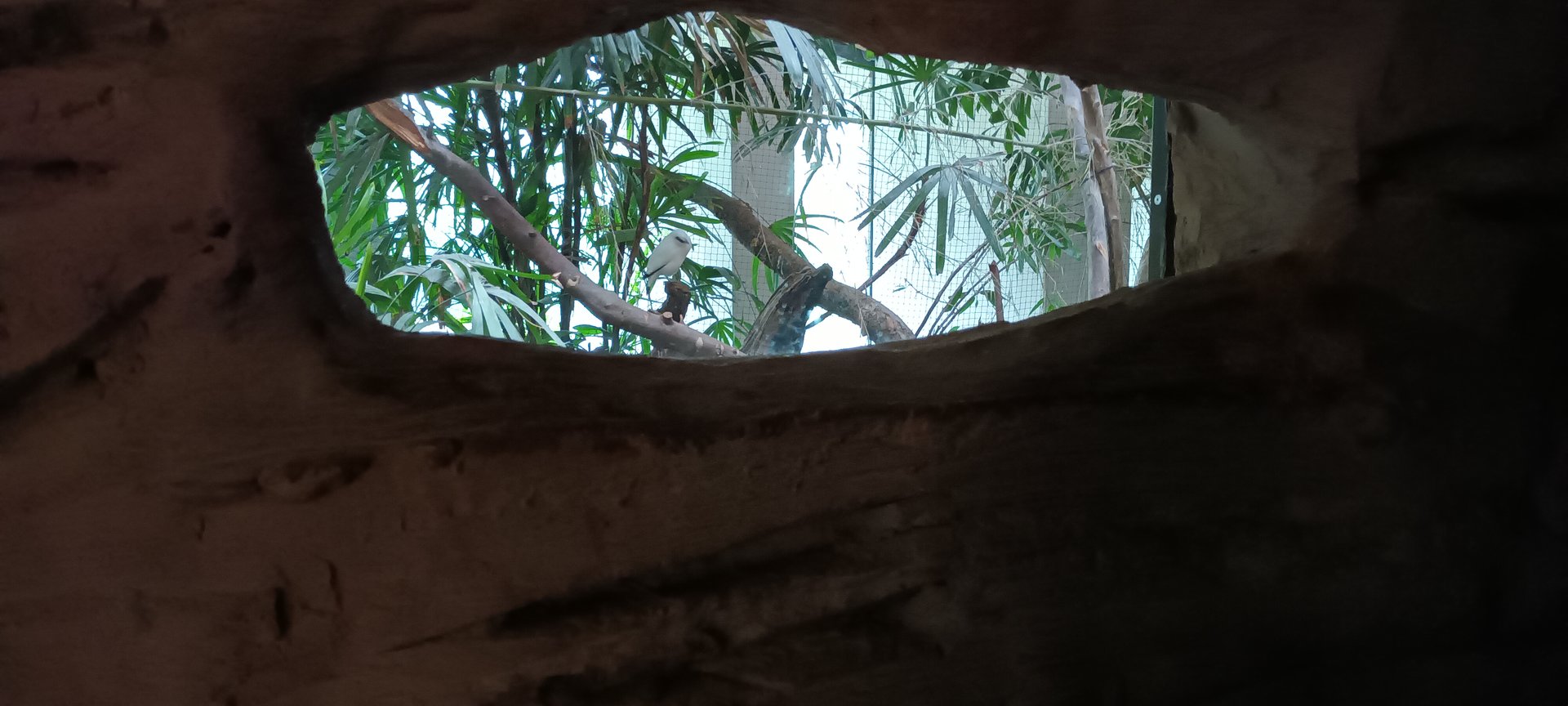 Kaeng Krachan Elephant Park Bali Myna