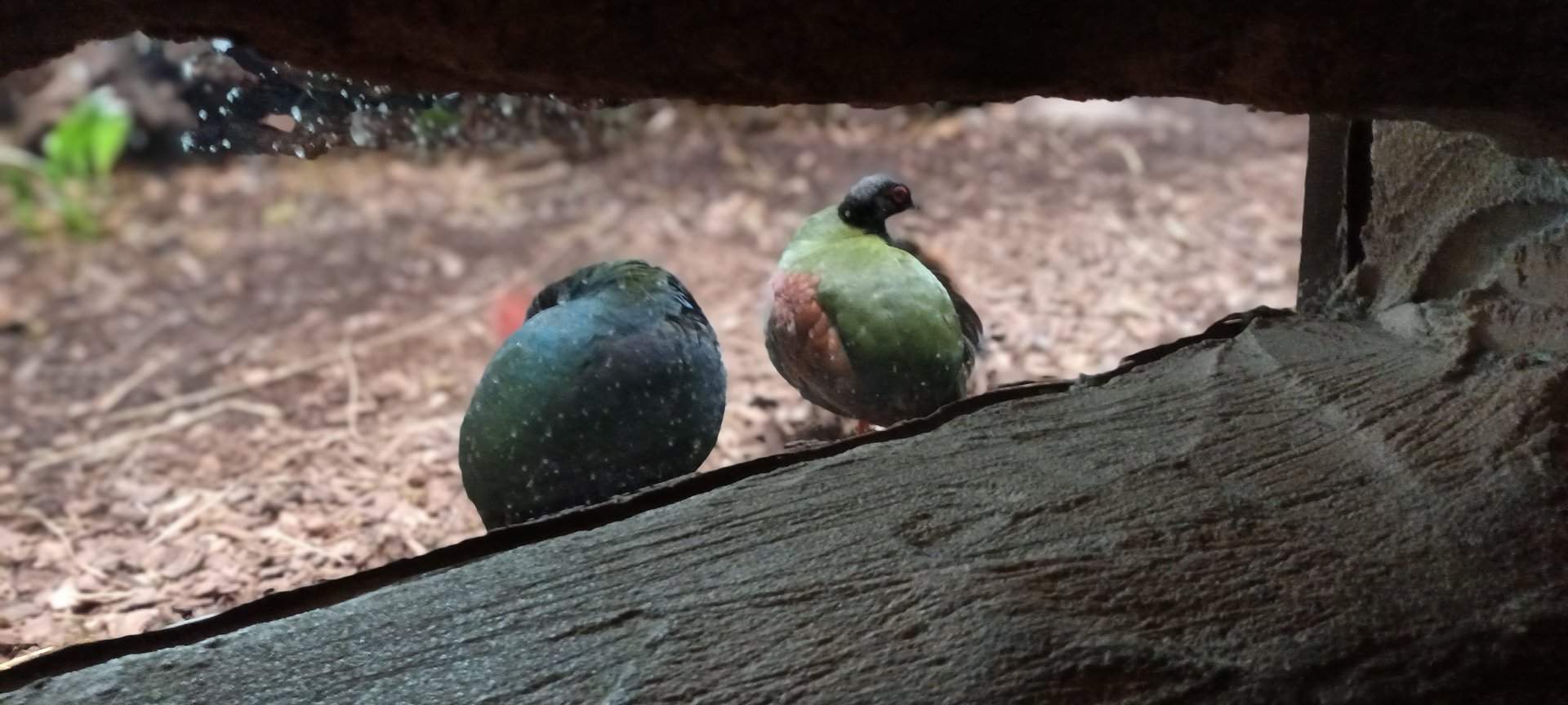 Kaeng Krachan Elephant Park Crested Partridges