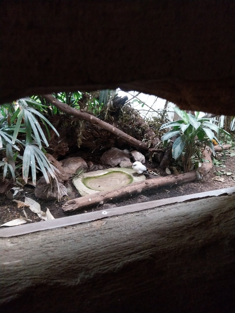 Kaeng Krachan - Forest aviary