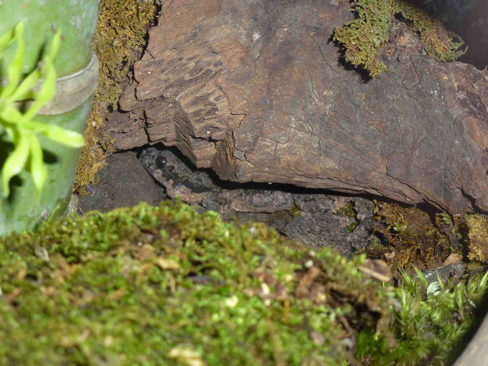Kaeng Krachan parachute gecko, July 2013.