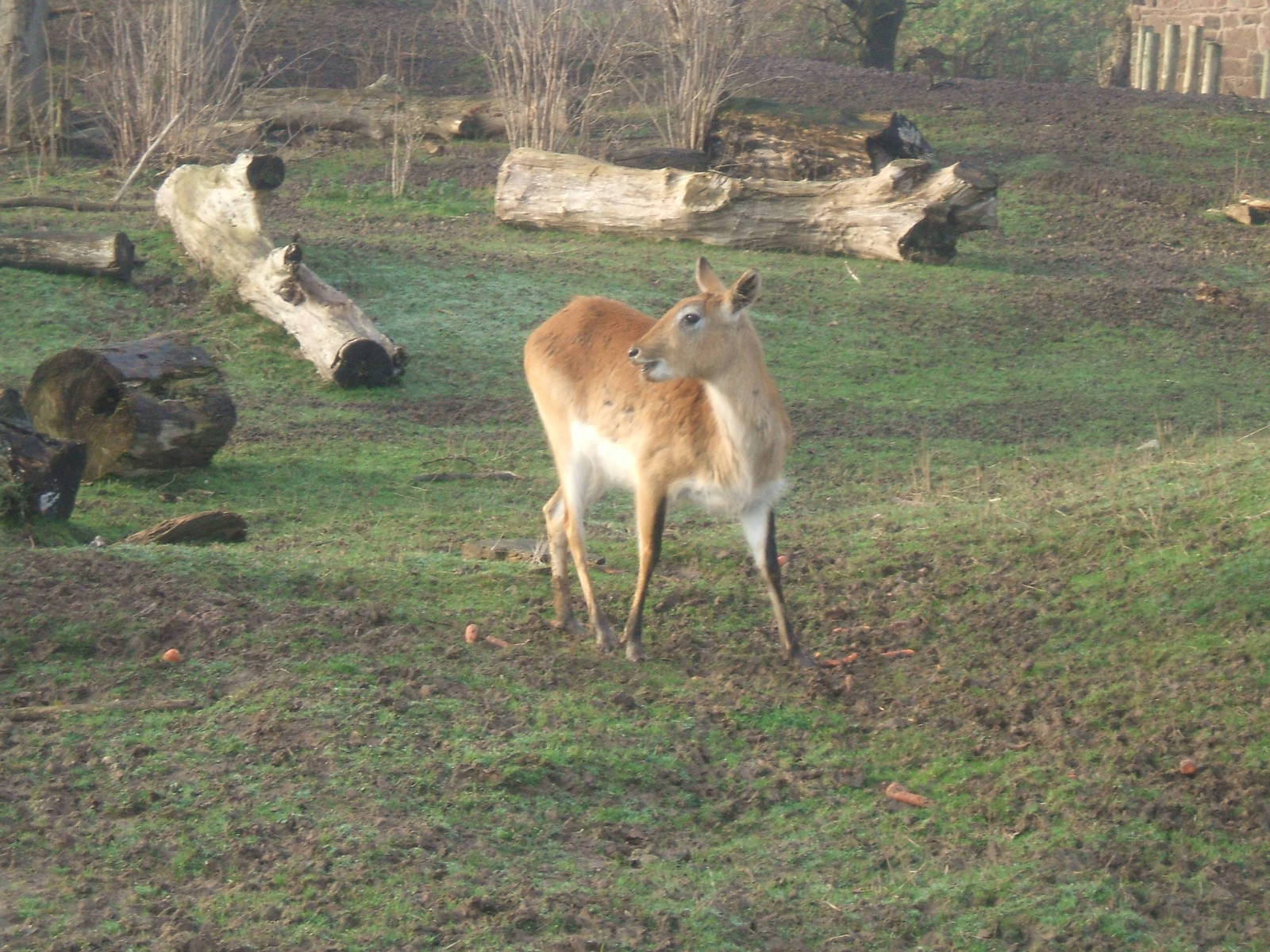 Kafe Flats Lechwe, Chester Zoo 2007
