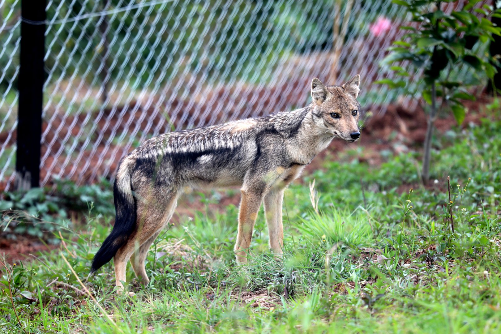 Kaffa side-striped jackal (Lupulella adusta kaffensis)