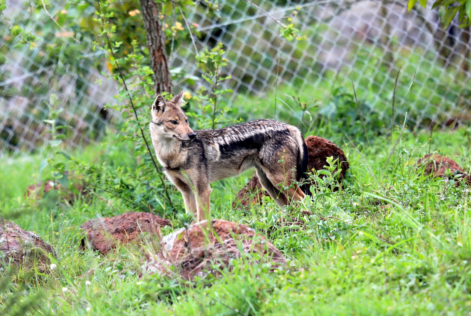 Kaffa side-striped jackal (Lupulella adusta kaffensis)